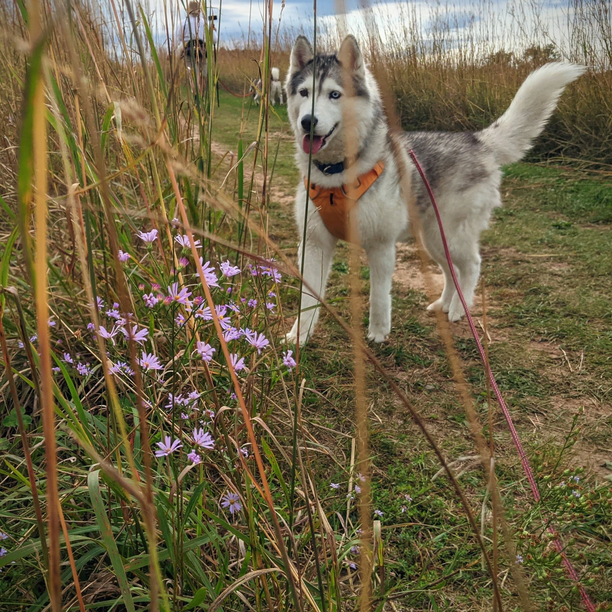 Zeena the husky approaches a clump of lavendar-colored aster flowers hidden in a clump of tall prairie grass on the side of a trail mowed in the prairie. The asters are small frilly circles of light purple around a yellow center, several dozen in a bunch, and the photo is taken through the tall bluestem grass, almost as a screen. Zeena's head and tail are up in an alert posture as she peers into the taller grass beyond the flowers.