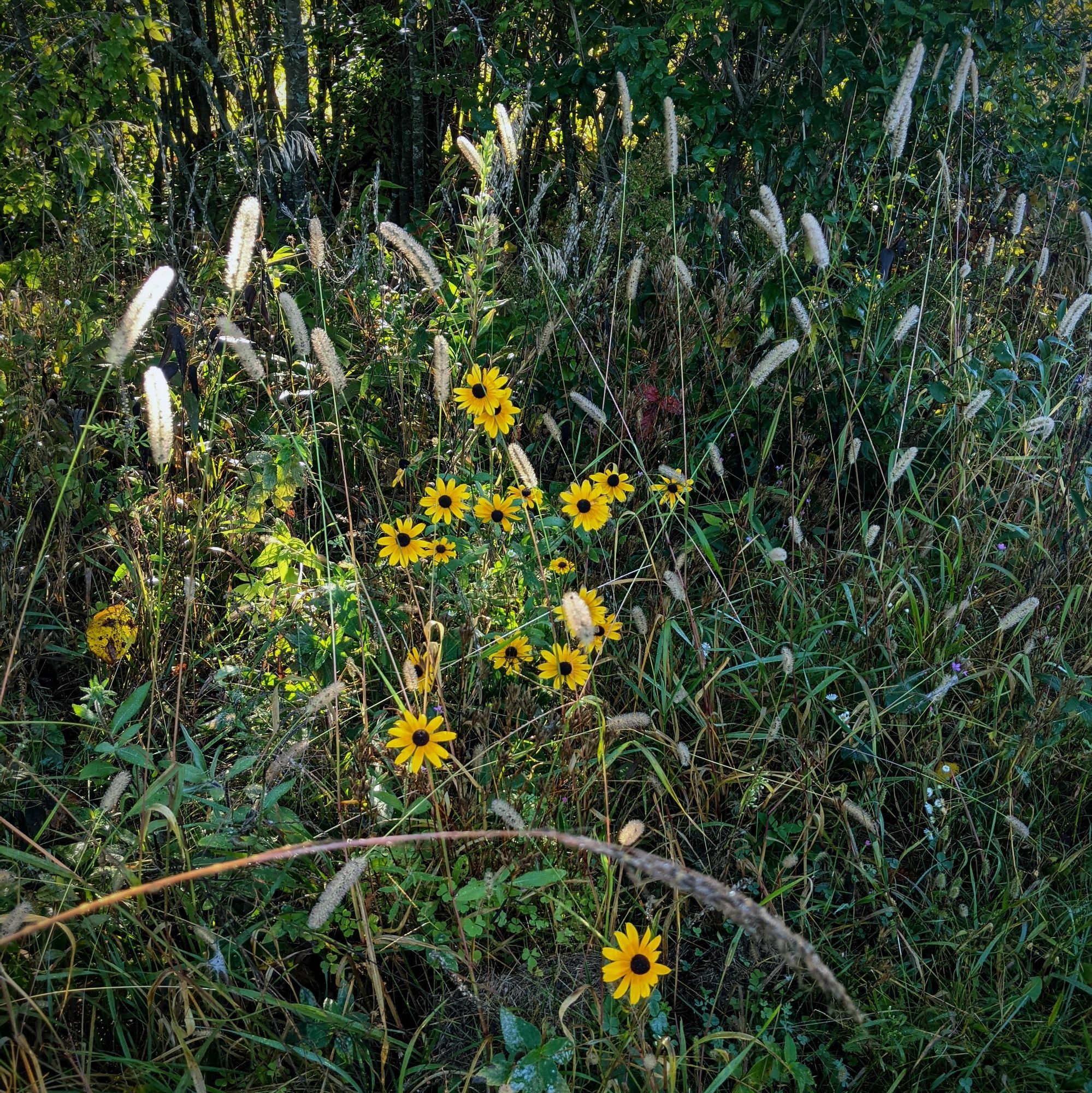 A cluster of yellow daisies with dark centers sits in a bright beam of sunlight surrounded by grasses and other plants in the dark shade of the trees above and out of sight. Tall slender grasses with fuzzy seed heads at the tip stand all around, some also shining in sunlight, bending slightly to the left and right.