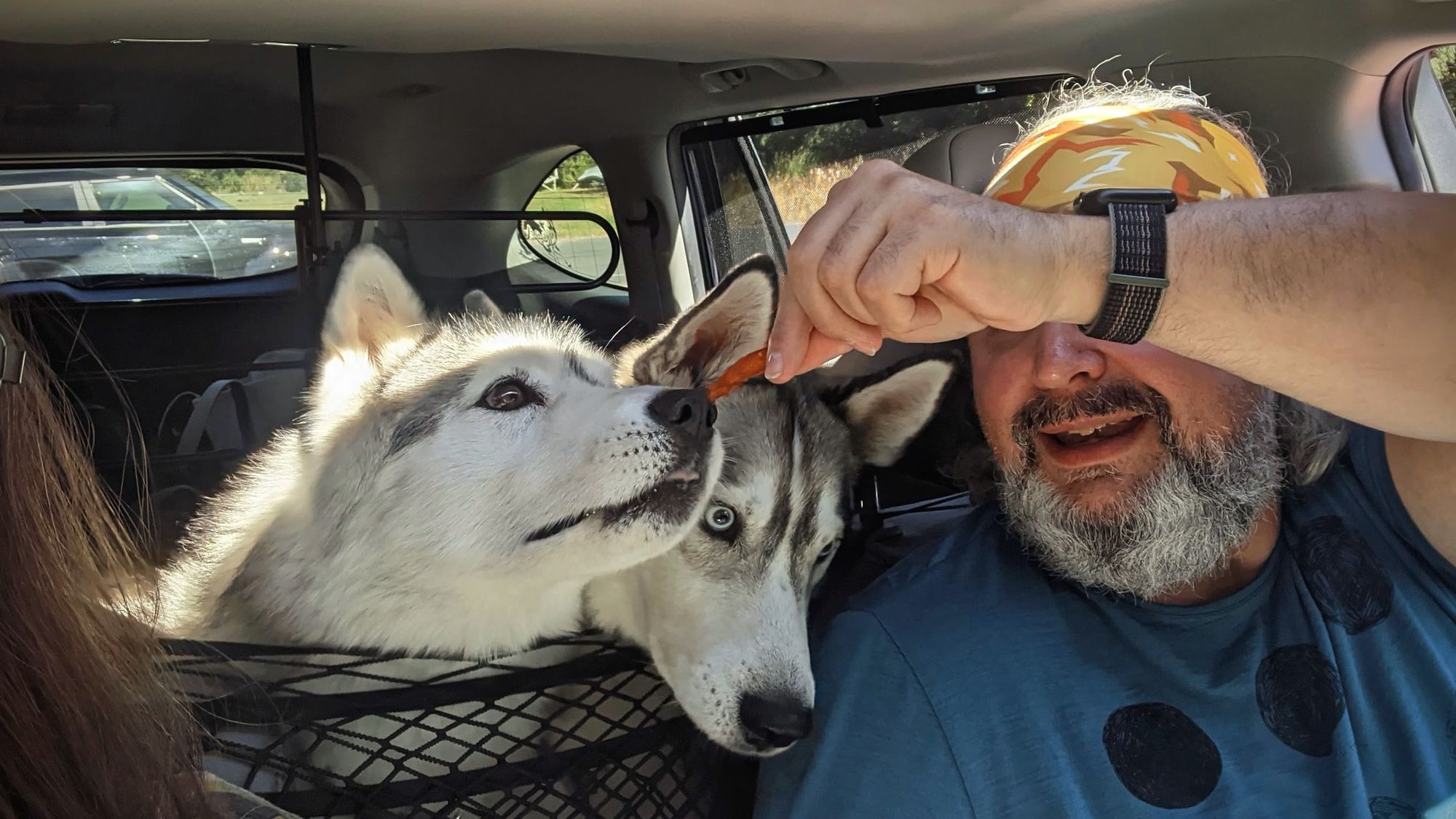 Again, the two huskies focused on food. This time the driver is holding the fry at the very tip of the nose of the left husky, who is straining up towards it. Meanwhile, the husky on the right is peering intently down at something on the armrest between the front passengers.