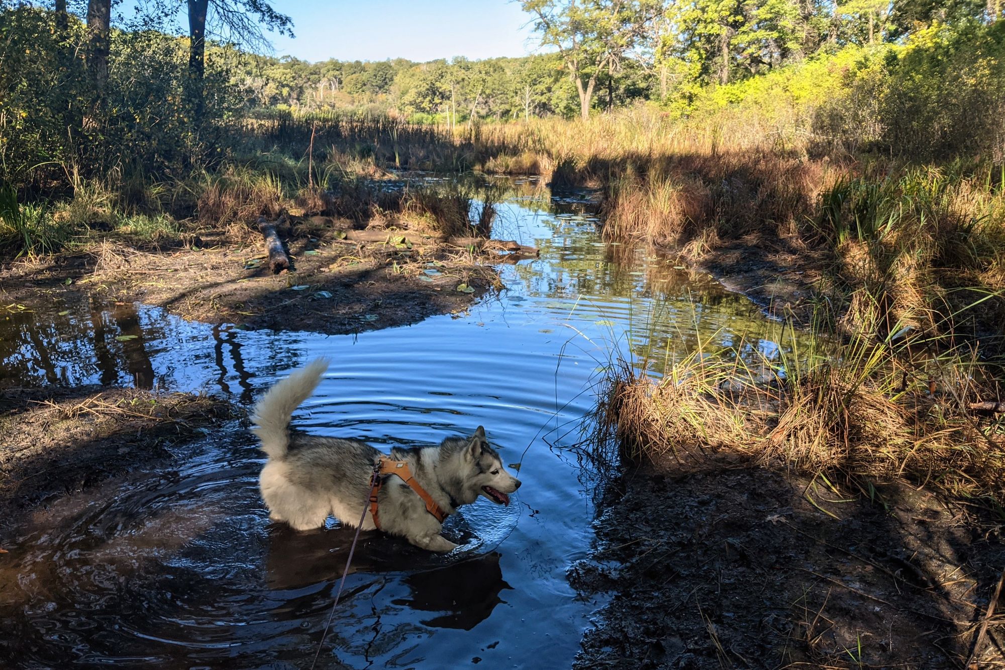 A fluffy Siberian husky wades happily in a small body of water in the shade of trees. Through a gap beyond, a wide opening can be seen, with trees in bright sunlight on the far side.