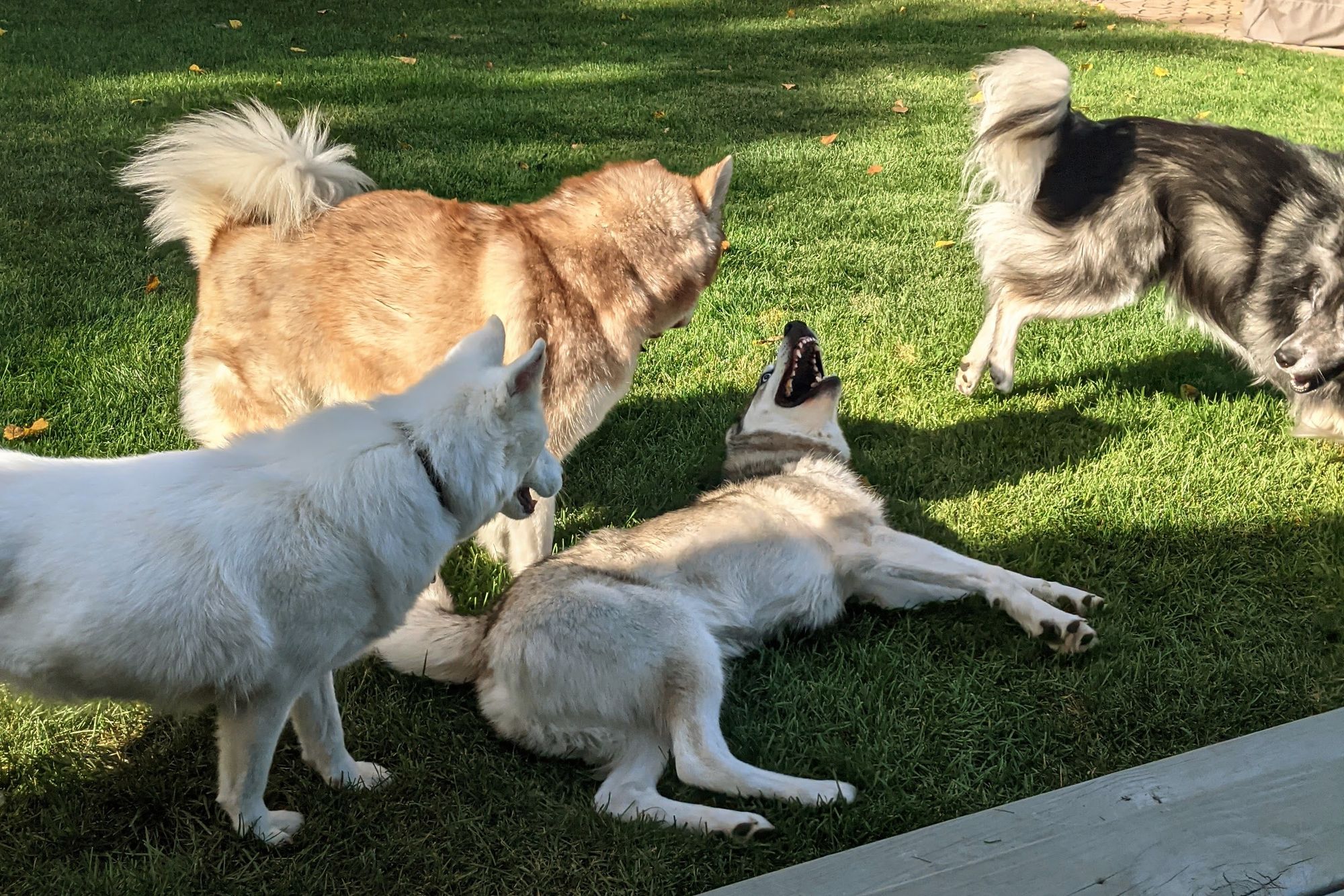 Tonttu is set upon by a trio of other huskies. He's lying on his side, muzzle pointed upwards, mouth open, showcasing an inverted arch of white teeth on the inside of his upper muzzle. It might look vicious, but it's husky play, and Tonttu loves it!