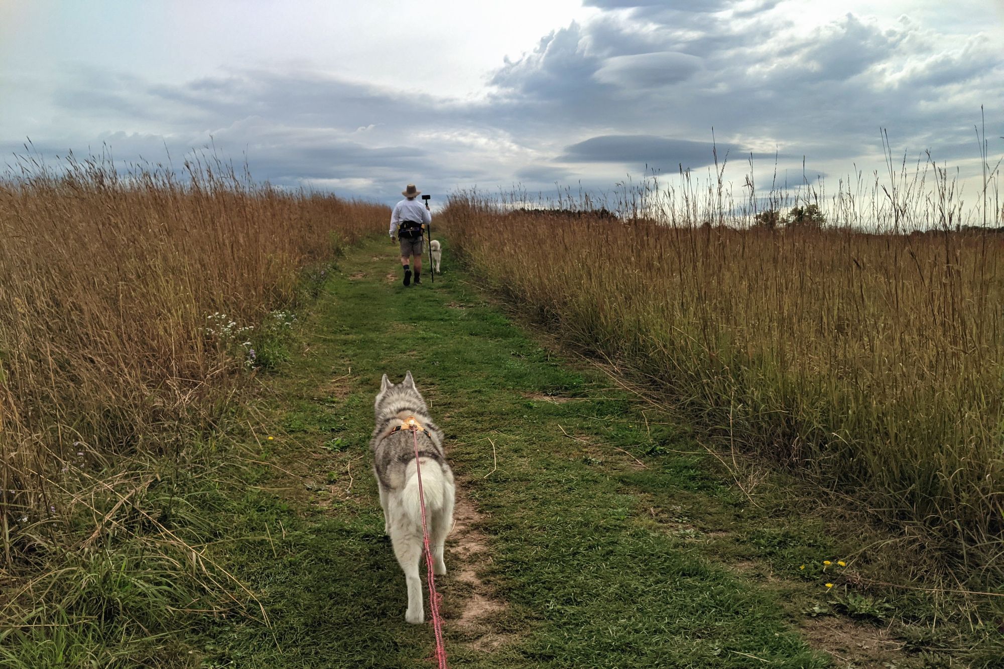 Hikers, two huskies and a human, walk down a trail mowed in a tall grass prairie towards the top of a low hill. Clouds of various shapes, dark round blobs and higher fluffy streaks, span the sky, dark underside and bright beyond where the morning sun hides.