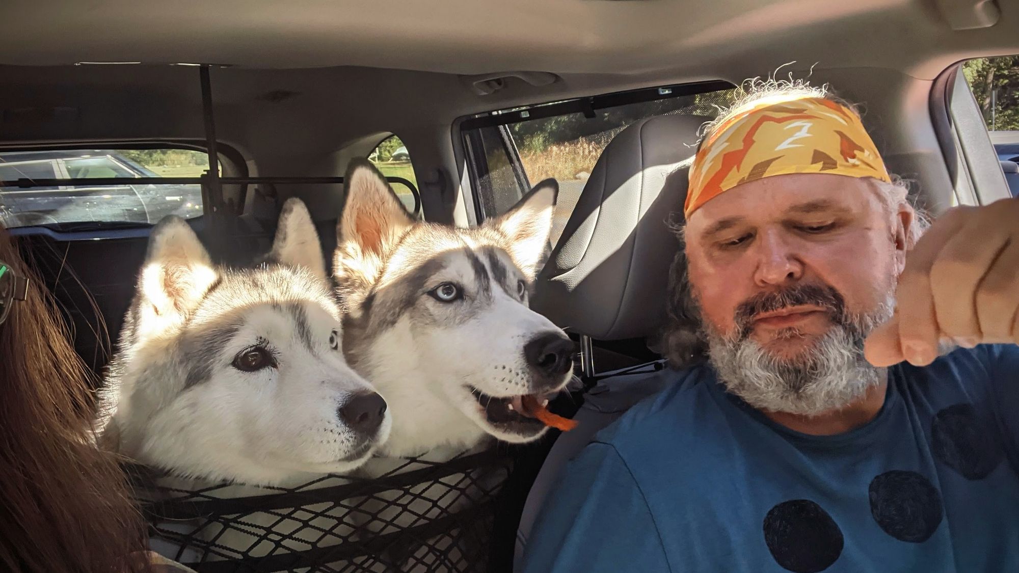 The same huskies and humans from the previous photo, but in this one, the husky on the right has got the fry, which is balanced on the tip of his tongue for a moment as he proceeds to devour it.