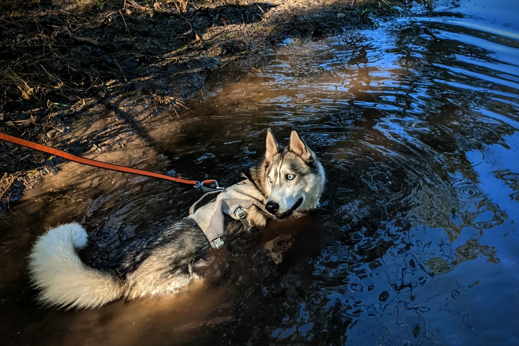 A husky wallows in dark, shallow water, in a bright spot of sunlight under a shady canopy. The water reflects blue sky above.