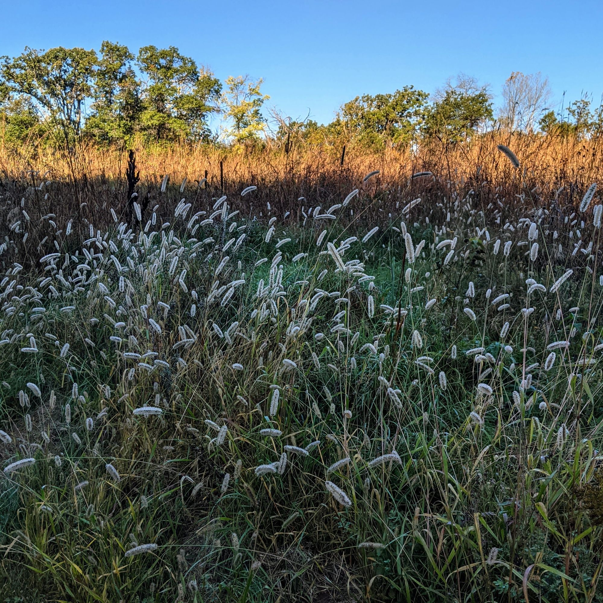 A landscape composition of horizontal bands. The lower half is a prairie foreground in deep shade, but tall grass topped with fuzzy seed heads shine in the low light. Reddish grass beyond forms even horizontal rows of maroon and beige where the rising sunlight over the trees causes the farthest grass to shine. Above that, on the horizon, green deciduous trees rise in front of a cloudless blue sky.