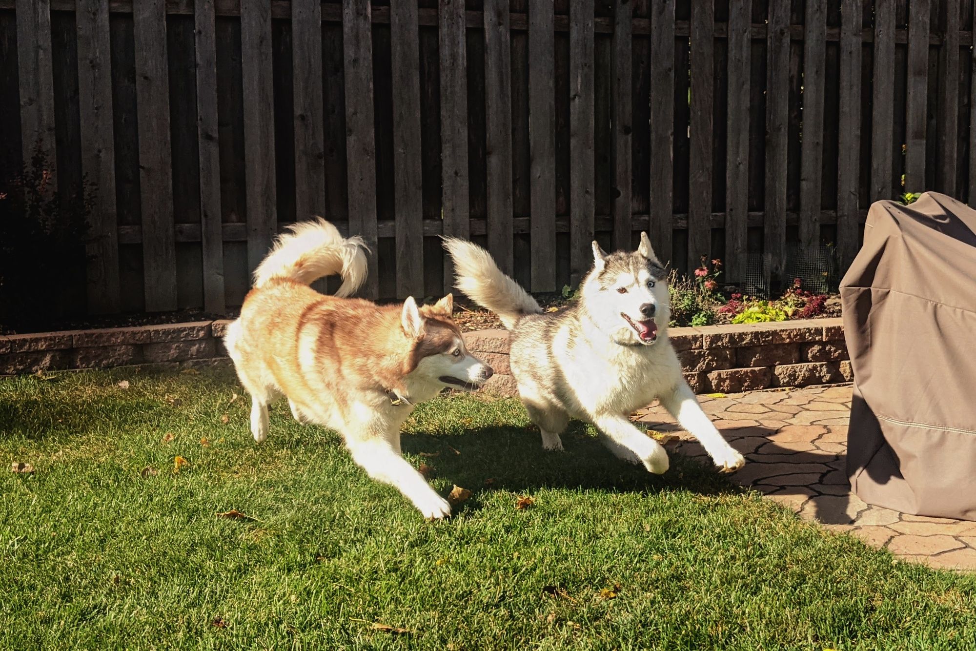 Two huskies one red and one white with black and gray accents, run across a brightly-lit yard, making a turn towards the camera.