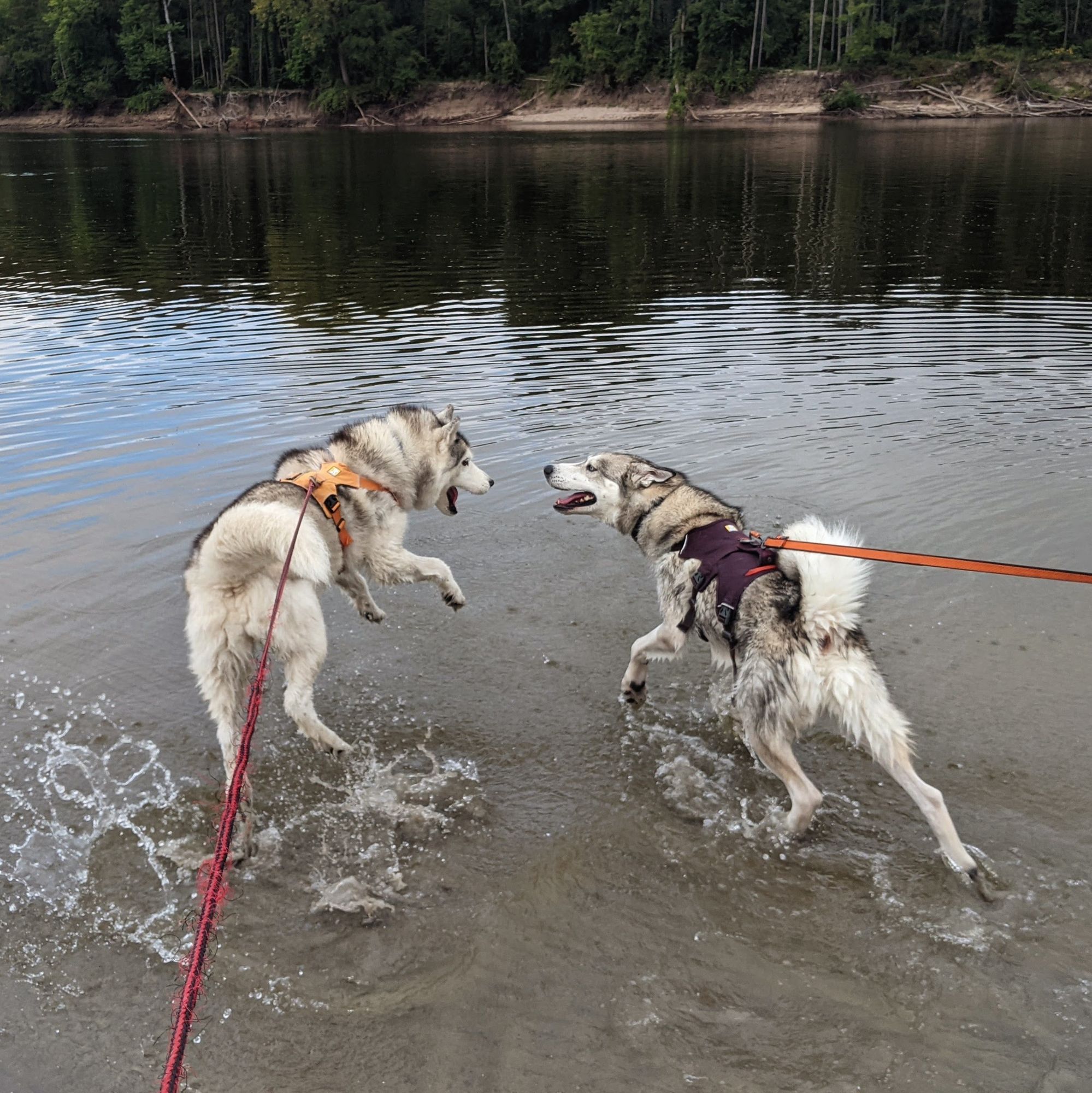 Huskies Zeena and Tonttu lunge at each other, mouths open in mock battle, water splashing under their feet.