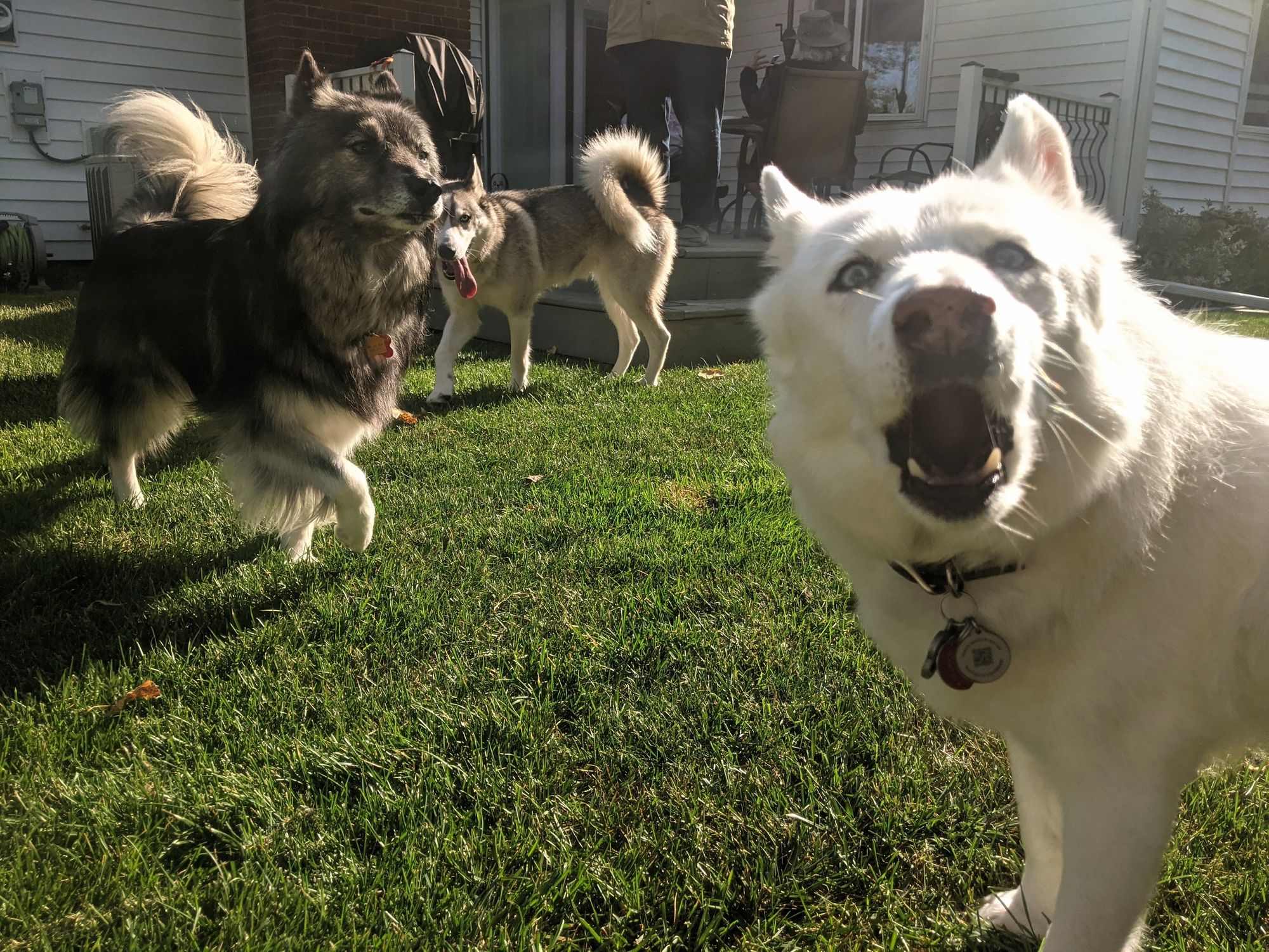 Huskies run about in a green backyard, while one white husky up close on the right vocalizes emphatically at the camera.