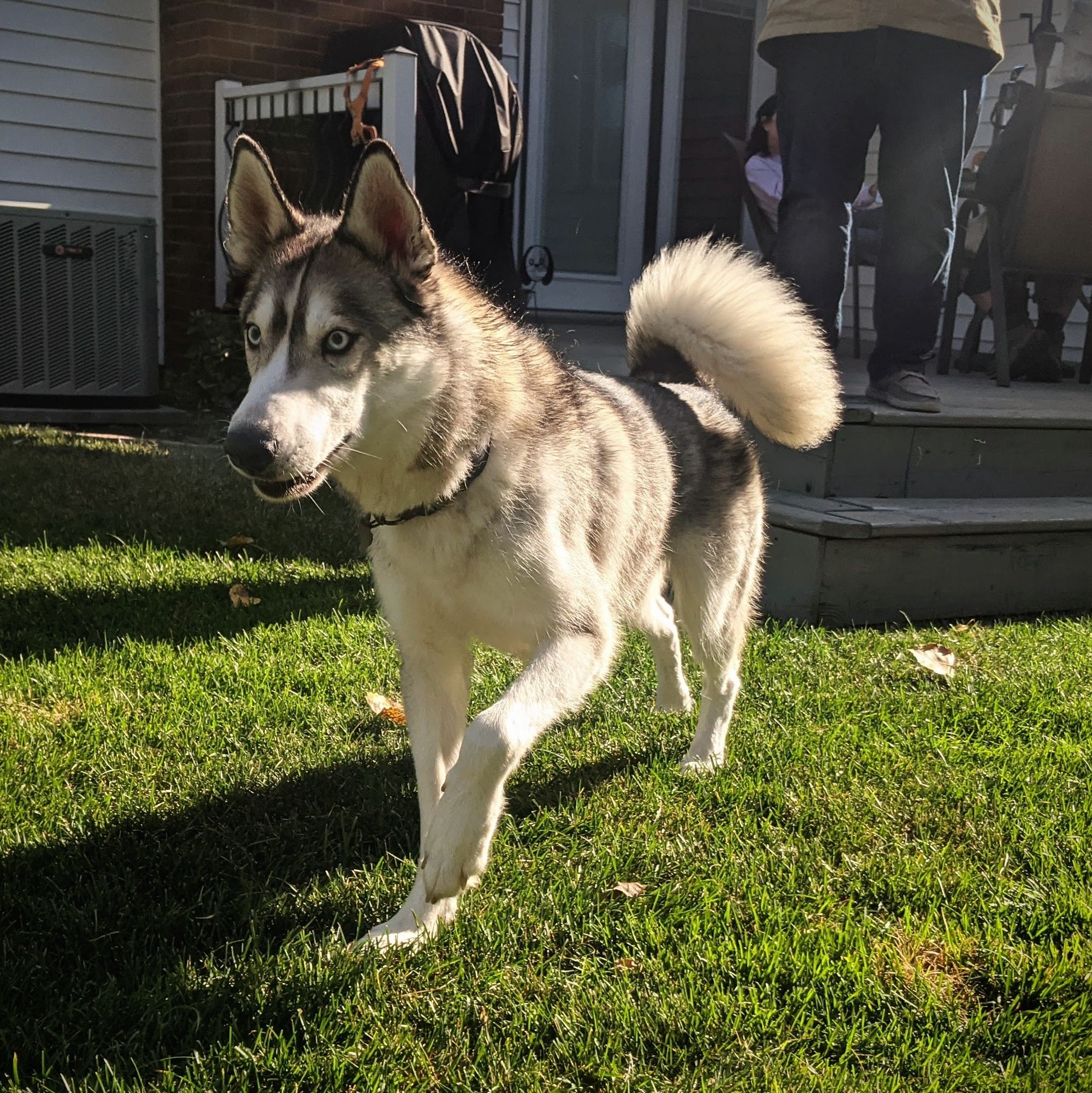 Tonttu heads alertly and with great focus towards something behind and to the left of the viewer. He is caught in a bright sun beam, front left paw up, tail curled over his back, ears and eyes alert on what is ahead.