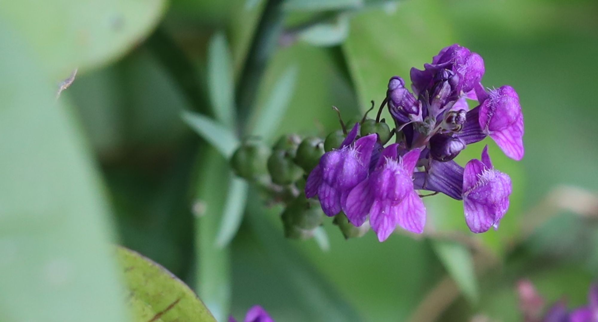 A cluster of strangely-shaped flowers, deep violet in colour.