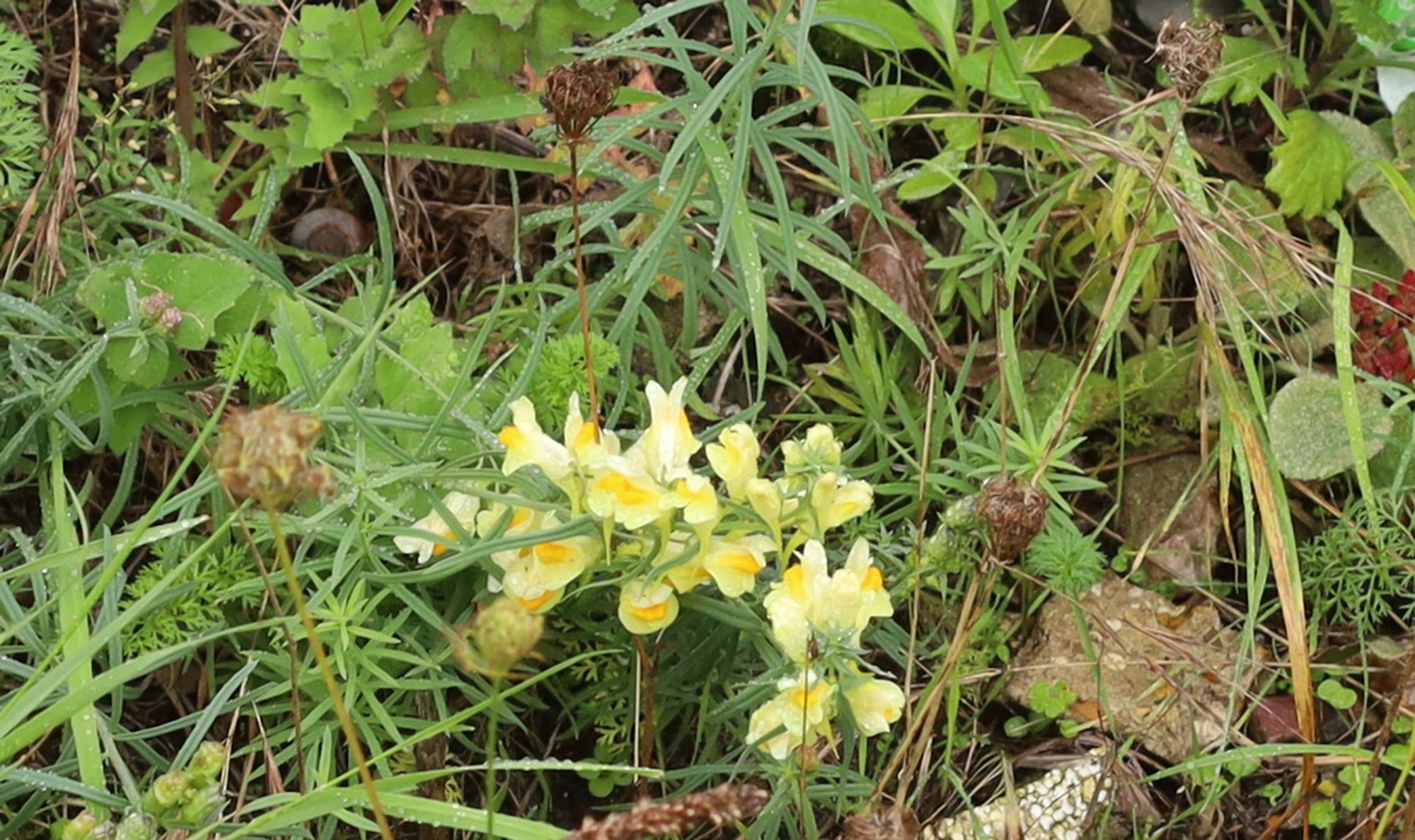 A plant with lots of pale yellow flowers like snapdragons.