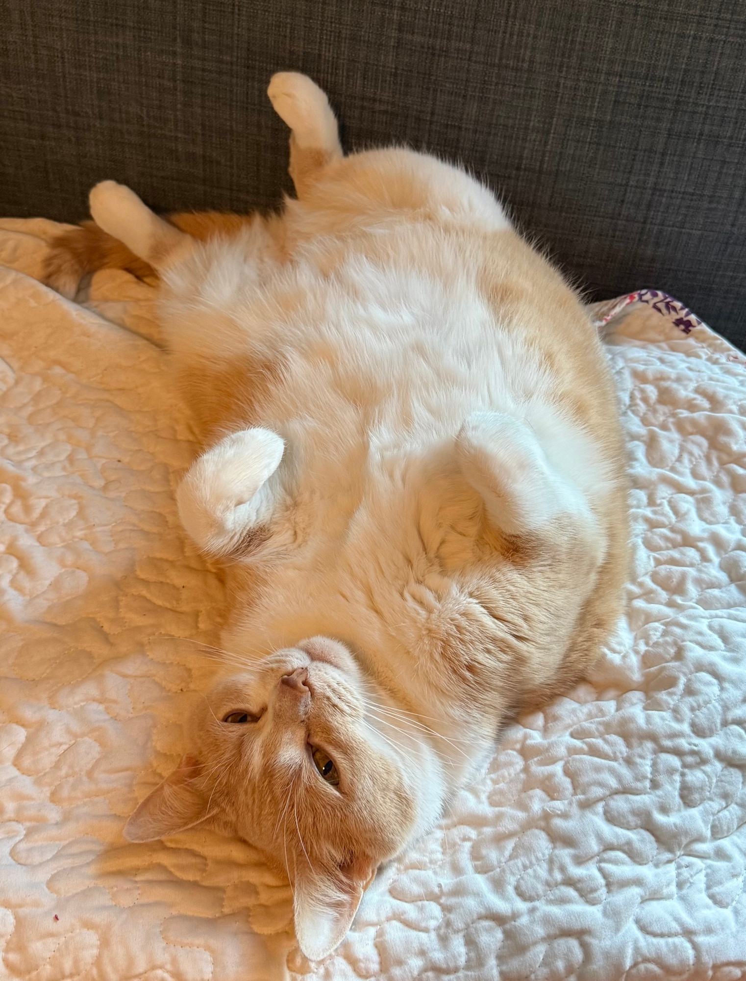 A beige and white tuxedo cat named Lily Belle shows off her big tummy on a white quilt.