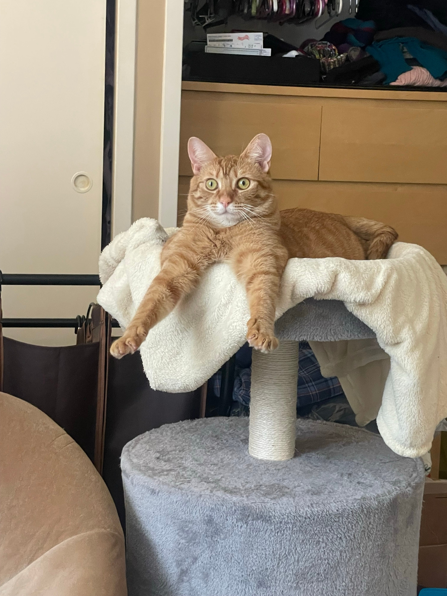 Gilda, an orange tabby with a white chin, dangles her front legs out of a yellow blanket-bed atop a gray cat tower and stares vacantly at nothing. She looks like an idiot.