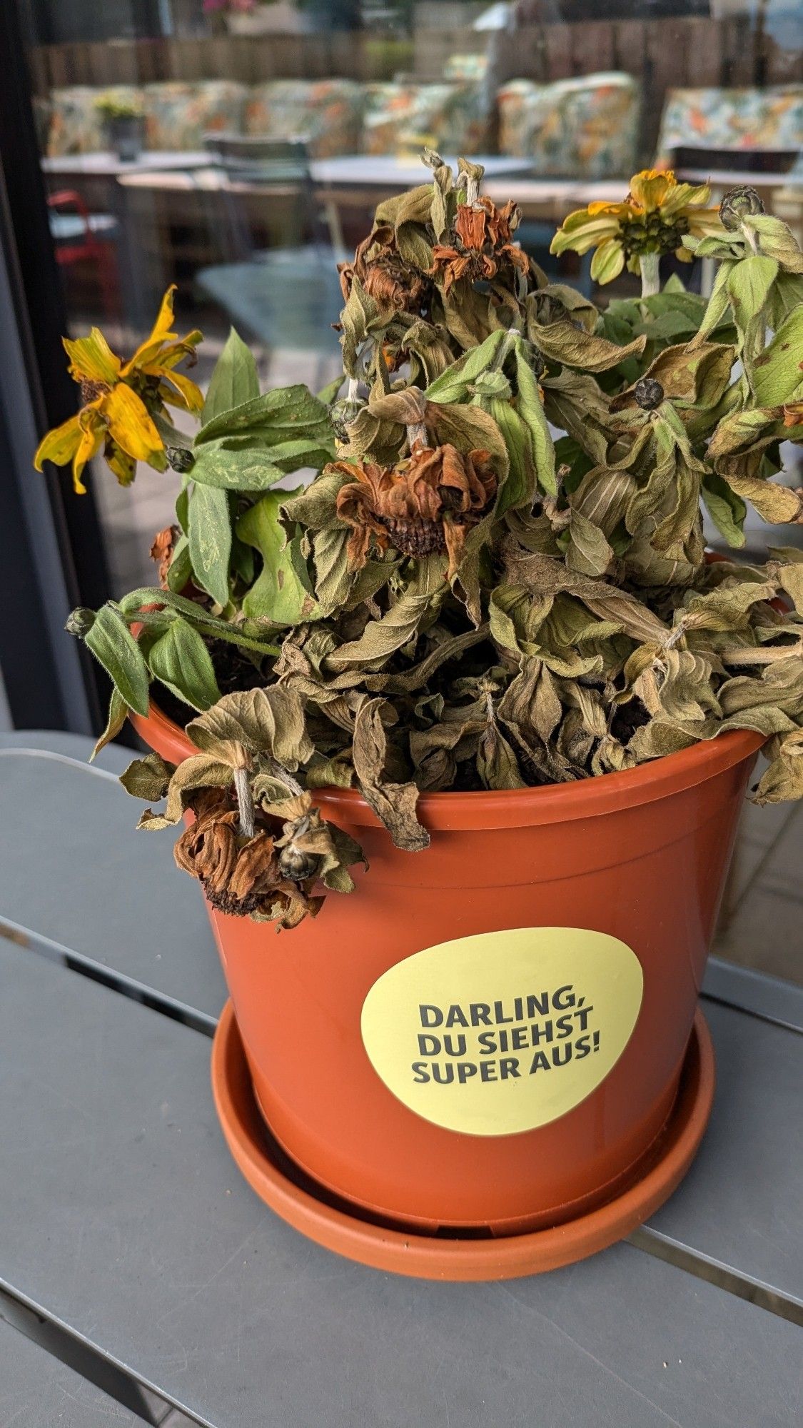 Blume in Topf auf einem Tisch. Die Blume ist vertrocknet. Zwei Blüten sind noch gelb. Ein Aufkleber auf dem Topf mit "Darling, du siehst super aus!"