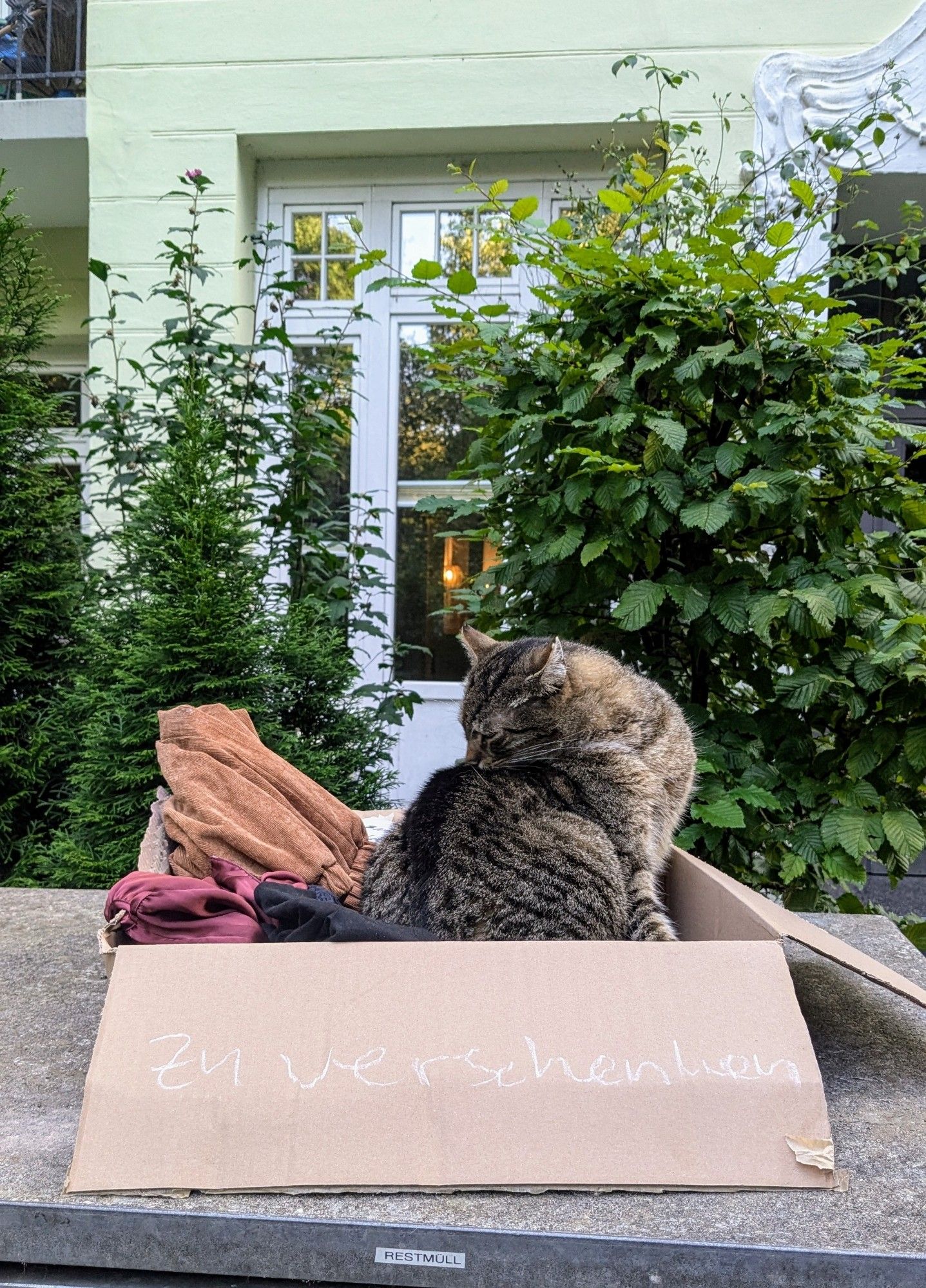 Eine Katze, die sich putzt. Sie sitzt in einem Karton mit mehreren Gegenständen, der auf einer Mauer steht. Aufschrift auf dem Karton: "zu verschenken".