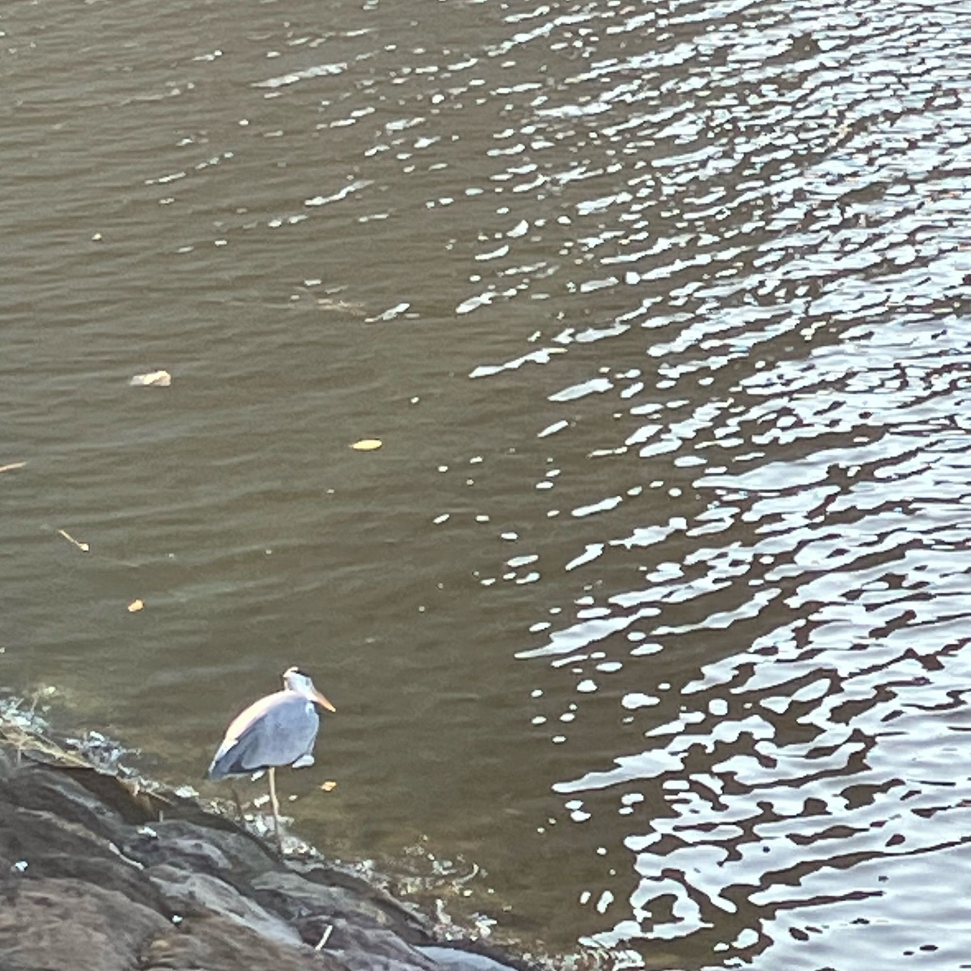 一応海なので。魚が水面で跳ねているのを狙っていたのかもしれません。