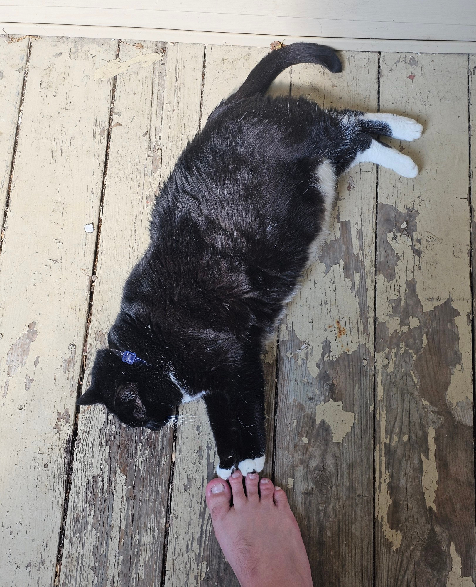 Ka'ra the tuxedo cat lays on the wooden floor of her beloved porch, stretched out long on her side. Both of her arms reach out and gently touch a human foot belonging to her human dad. 