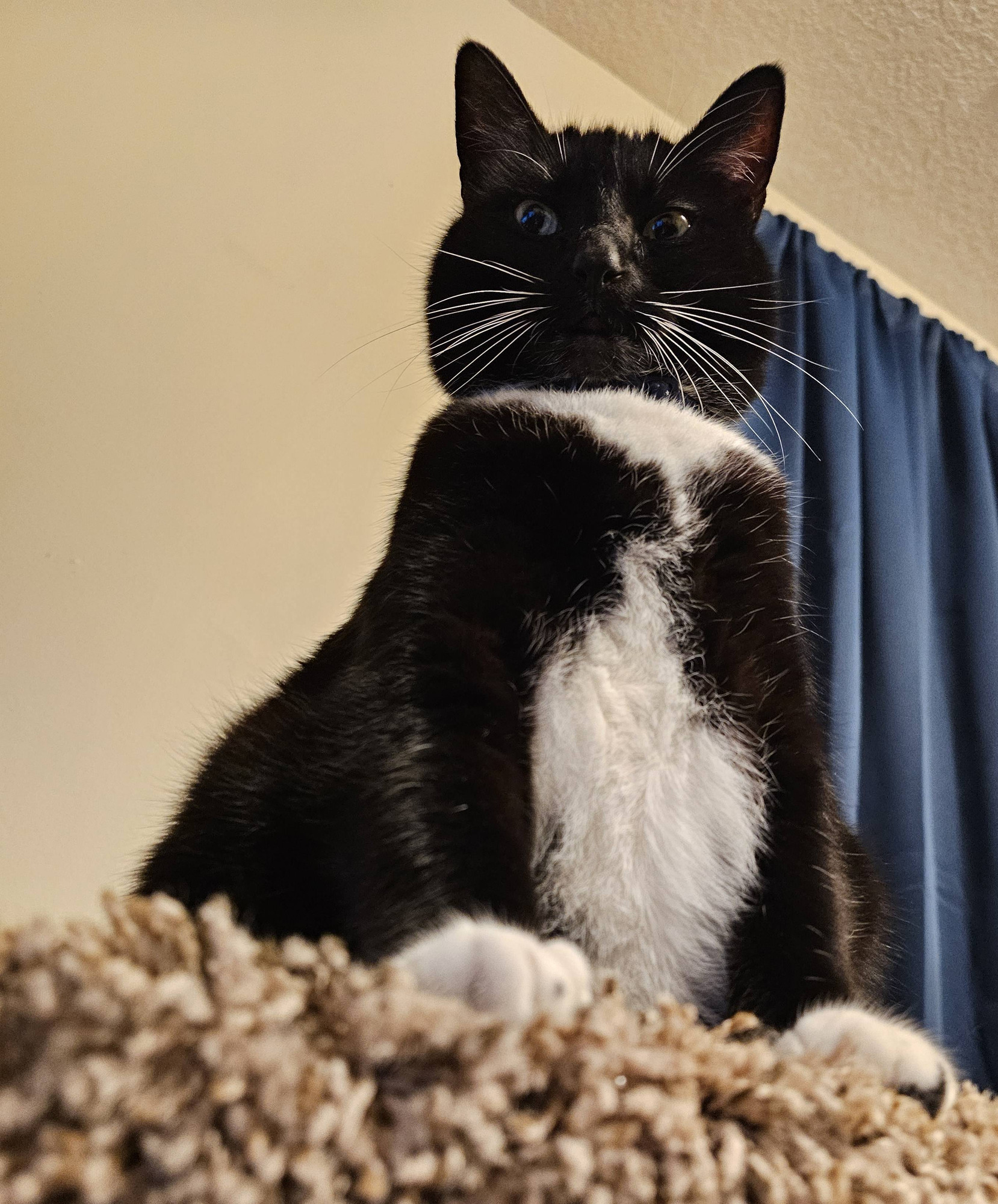 Ka'ra the tuxedo cat sits atop her carpeted cat tower looking down at you. Her big yellow eyes are intrigued by what she sees, and she looks confident as perspective makes her appear to tower over everyone.