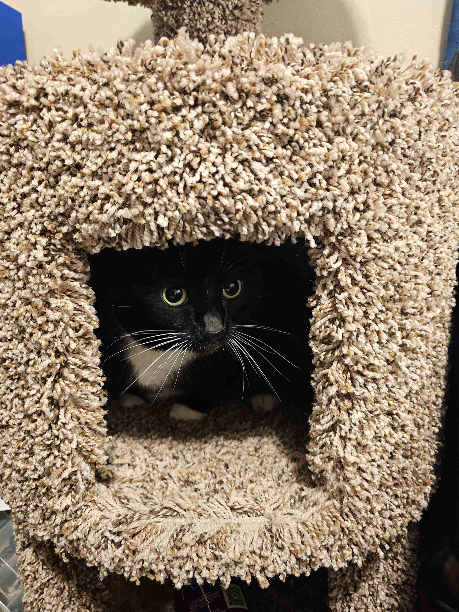 Ka'ra the tuxedo cat peeks out from the interior of the cave section of her carpeted cat tower. Her big yellow eyes, long white whiskers, and white chest and feet are visible, but most of the rest of her is hidden by darkness. She seems to be greeting you tentatively.