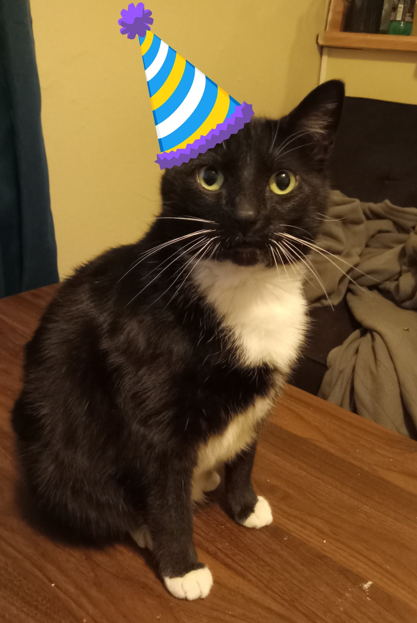 Ka'ra the tuxedo cat sits on the coffee table, photoshopped to have a party hat on. 
