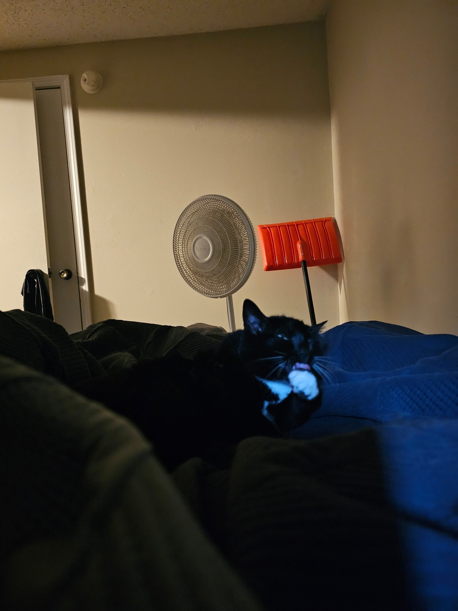 Ka'ra the tuxedo cat lays on the big bed with her human dad. She's having a bath, licking at her little white hand. 