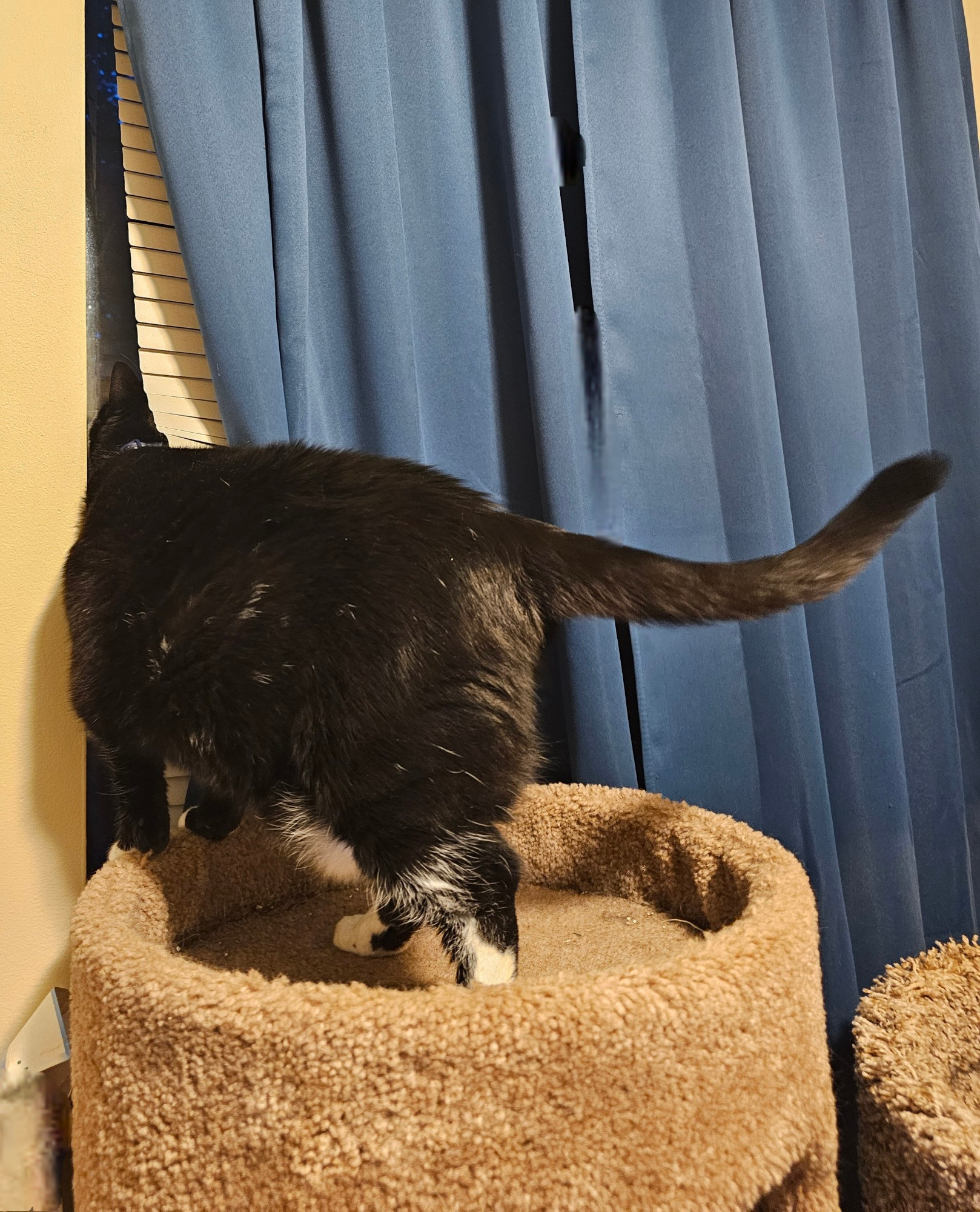 Ka'ra the tuxedo cat stands atop her carpeted cat cave, her head parting the curtains and blinds so she can see out the window. 