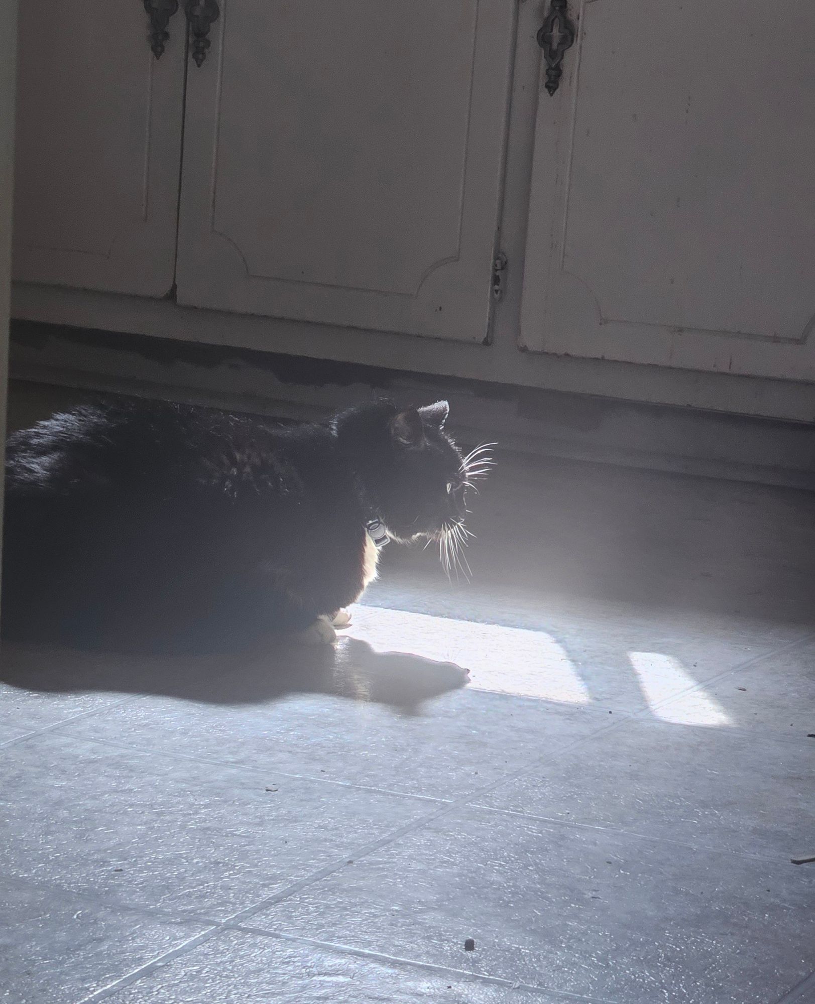 Ka'ra the tuxedo cat lays in a loaf position in the kitchen floor. The room is mostly dark, and she's warming her face in a sunbeam! Her whiskers are very visible as they glow in the sun.