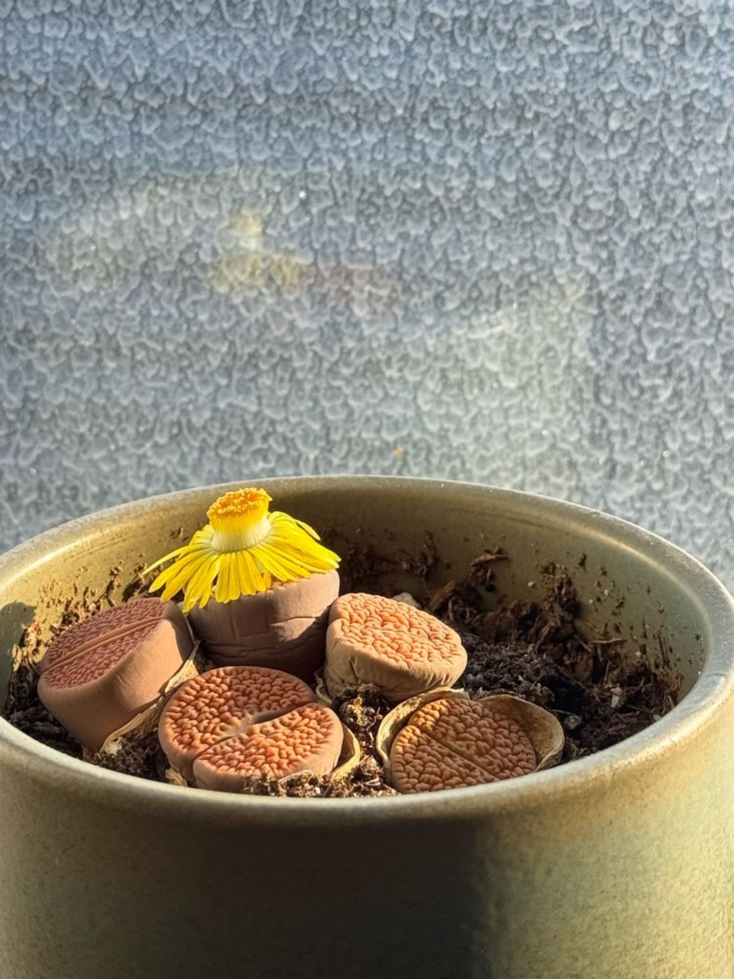 Blooming lithops plant on a windowsill 