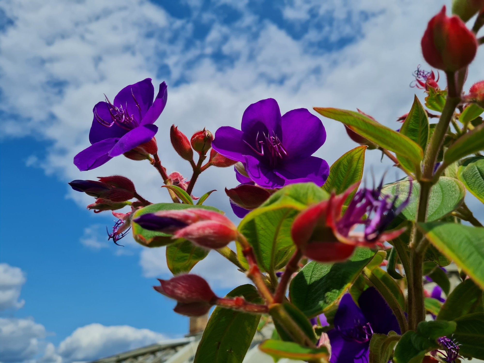 Tibouchina urvilleana flowers against a blue sky with white clouds