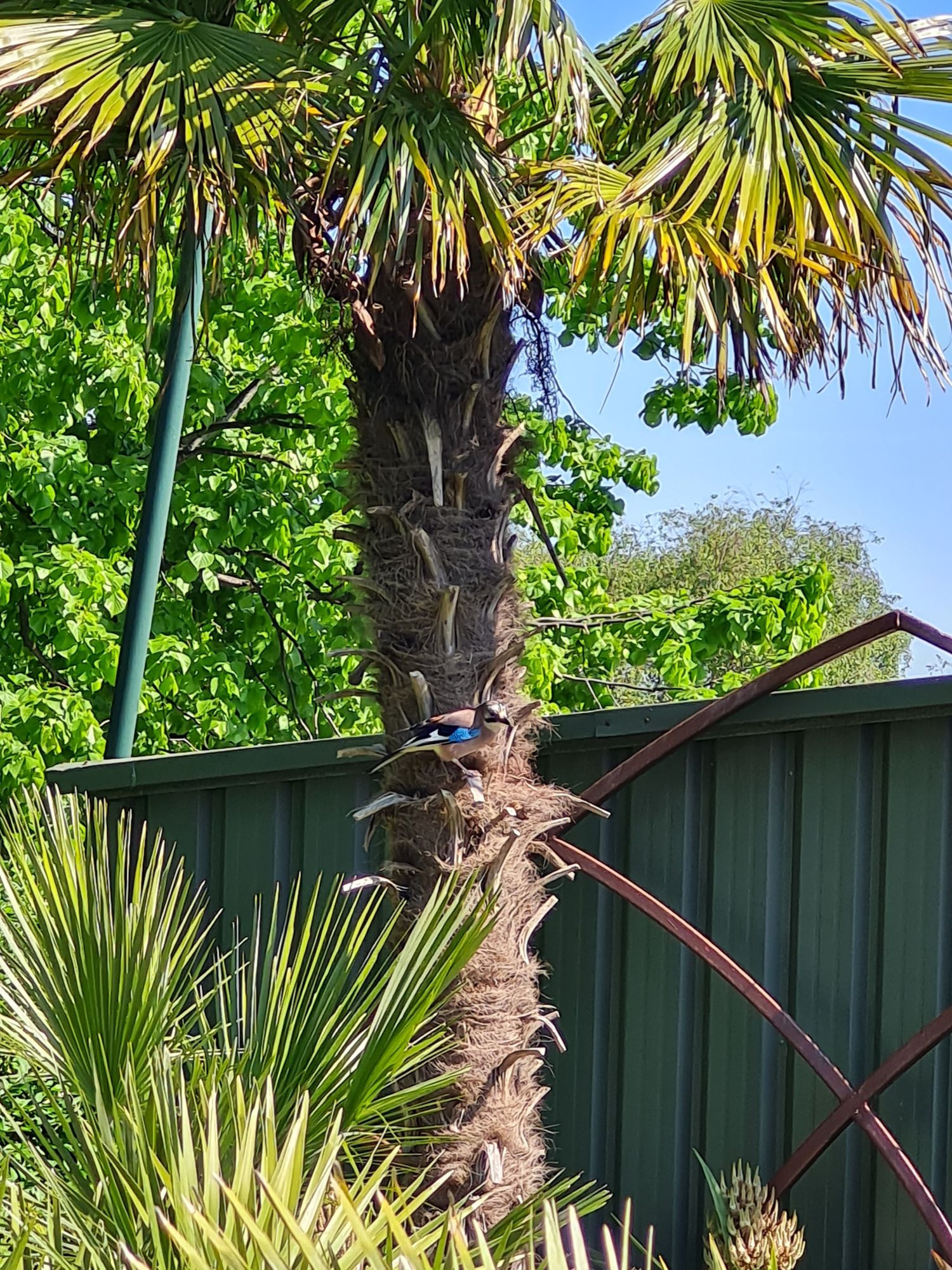 Jay (Garrulus glandarius) on a Trachycarpus fortuneii gathering nest fibres