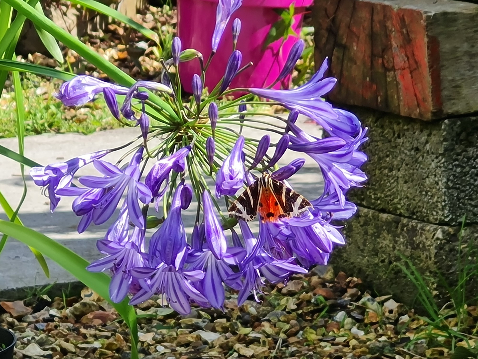 Jersey tiger moth (Euplagia quadripunctaria) on an Agapanthus africanus flower