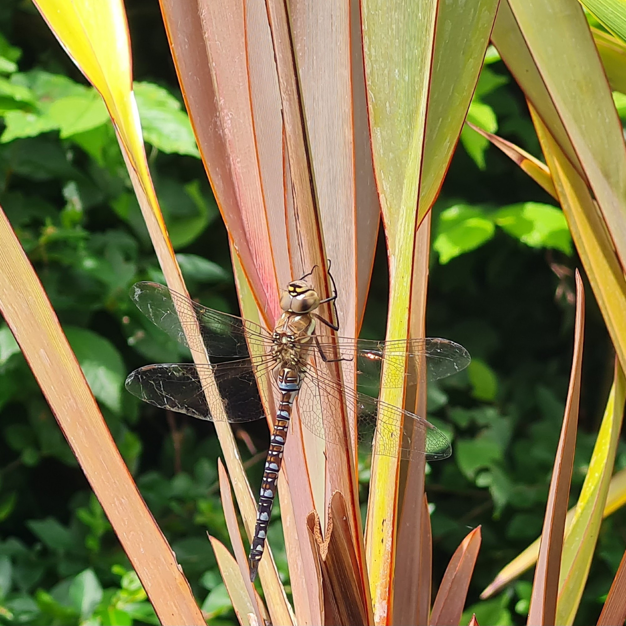 A hawker dragonfly (poss Aeshna cyanea but I'm not great at dragonflies) resting on a Phormium tenax plant