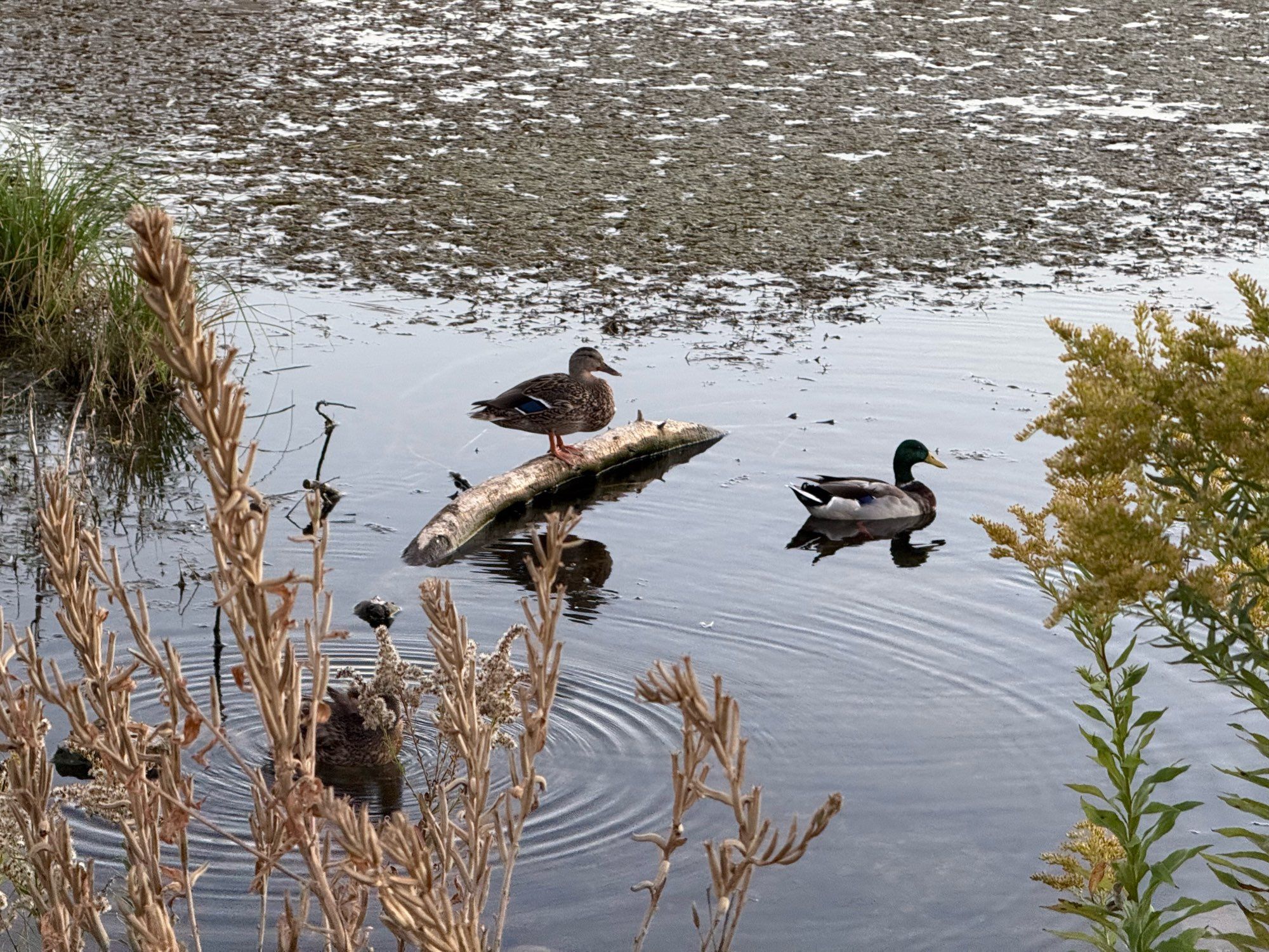 A hen mouth standing on a log with a drag Mallard nearby in the water. Other mallard ducks are dabbling in the water around them.