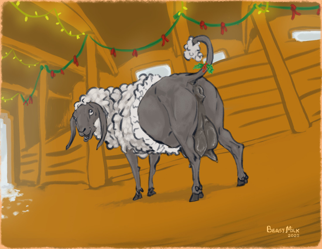 a half-shorn sheep ewe showing her exposed behind to viewer, standing in a cozy modestly-decorated barn