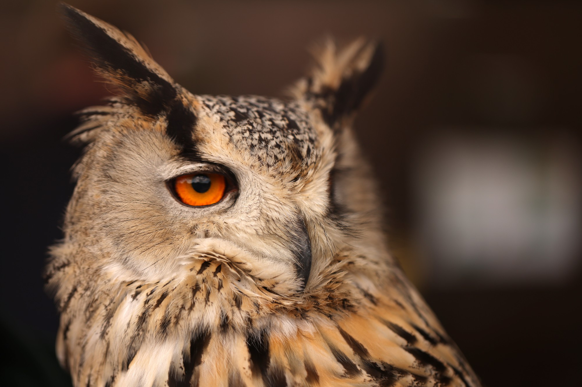 A profile shot of an Eastern Siberian Eagle Owl. The long ear like feathers atop it's head are streks of black against it's otherwise mottled plumage. It's eye, with the deep orange iris, is in sharp focus.