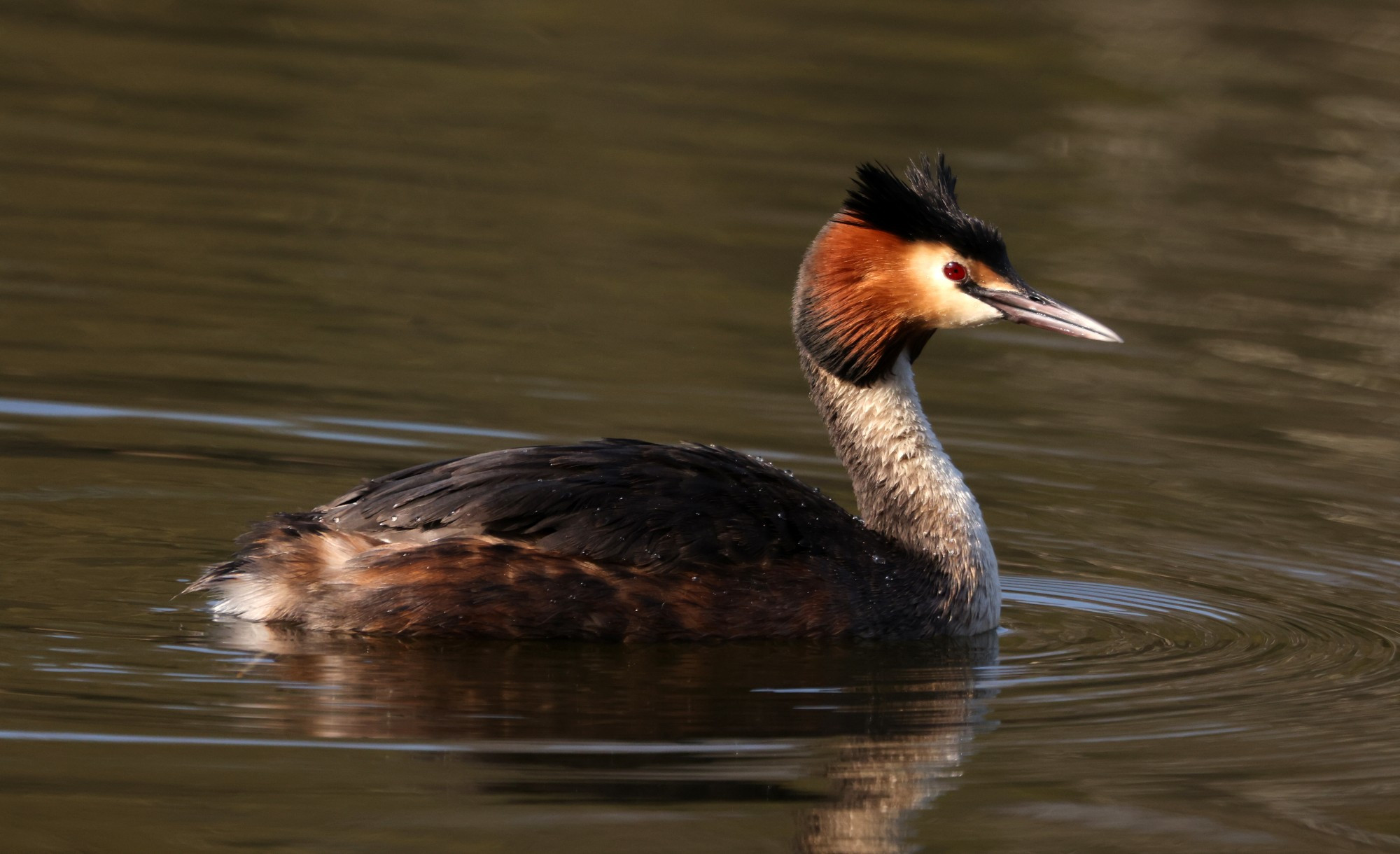 A great crested Grebe, in side profile, on the surface of a pond. Beads of water visible on it's dark back feathers from recent activity. 