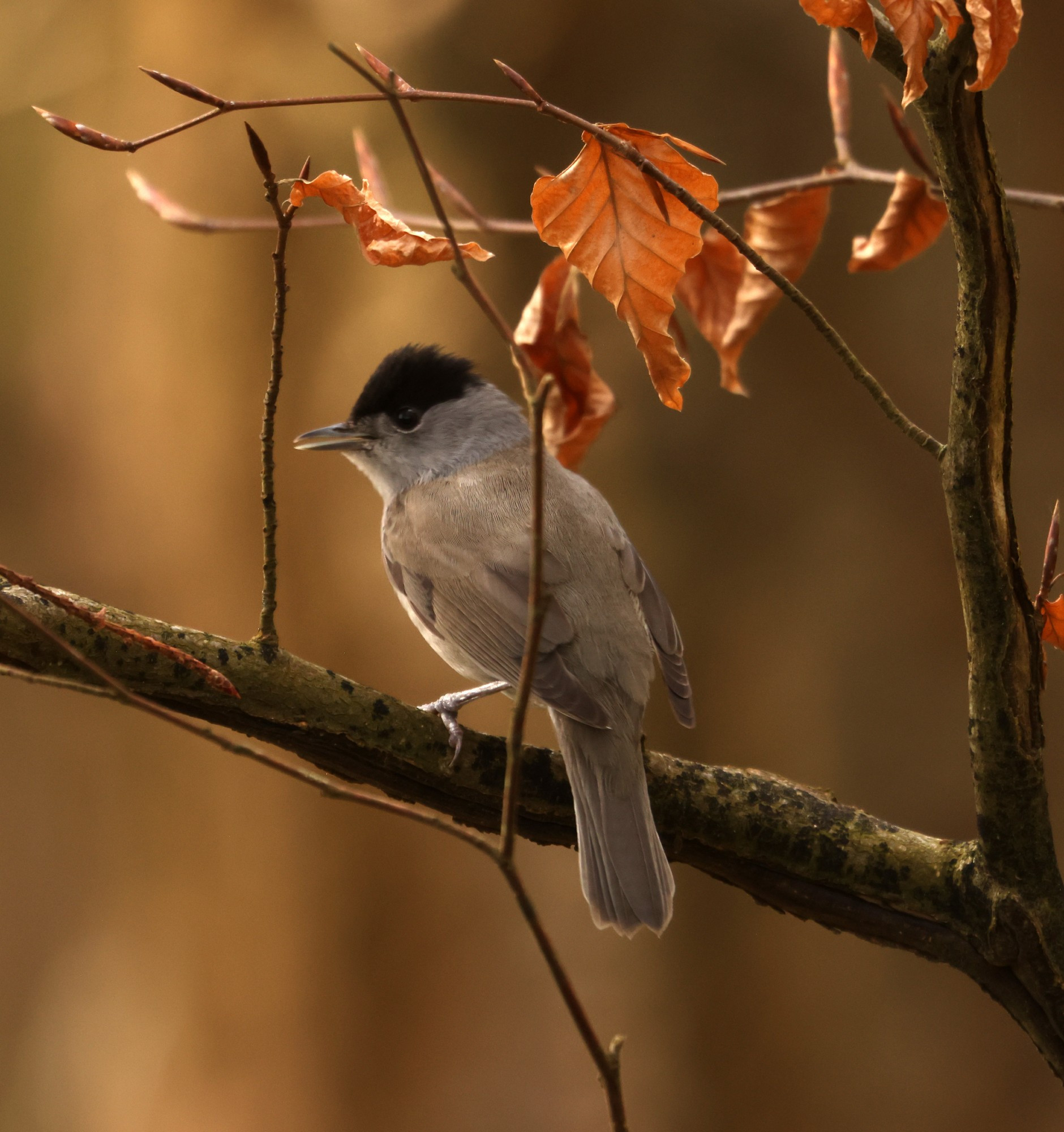 A Blackcap, a small warbler, perched in a hazel tree with brown autumnal leaves. It's prominent black feathers atop it's head on good display in this side profile picture, with it's mixture of grey and muted brown bodily plumage in contrast to it.