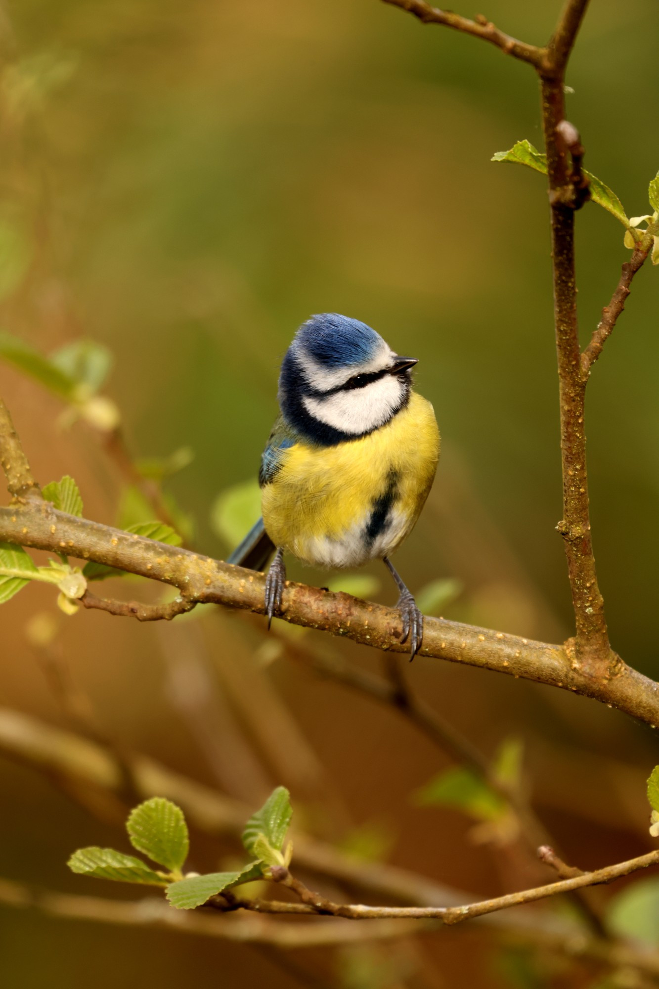 A Blue tit, perched in a hazel tree. It has a white face, with a black collar and eye stripe. a deep blue crest patch, yellow belly feathers with a small black stripe and white lower belly patch.