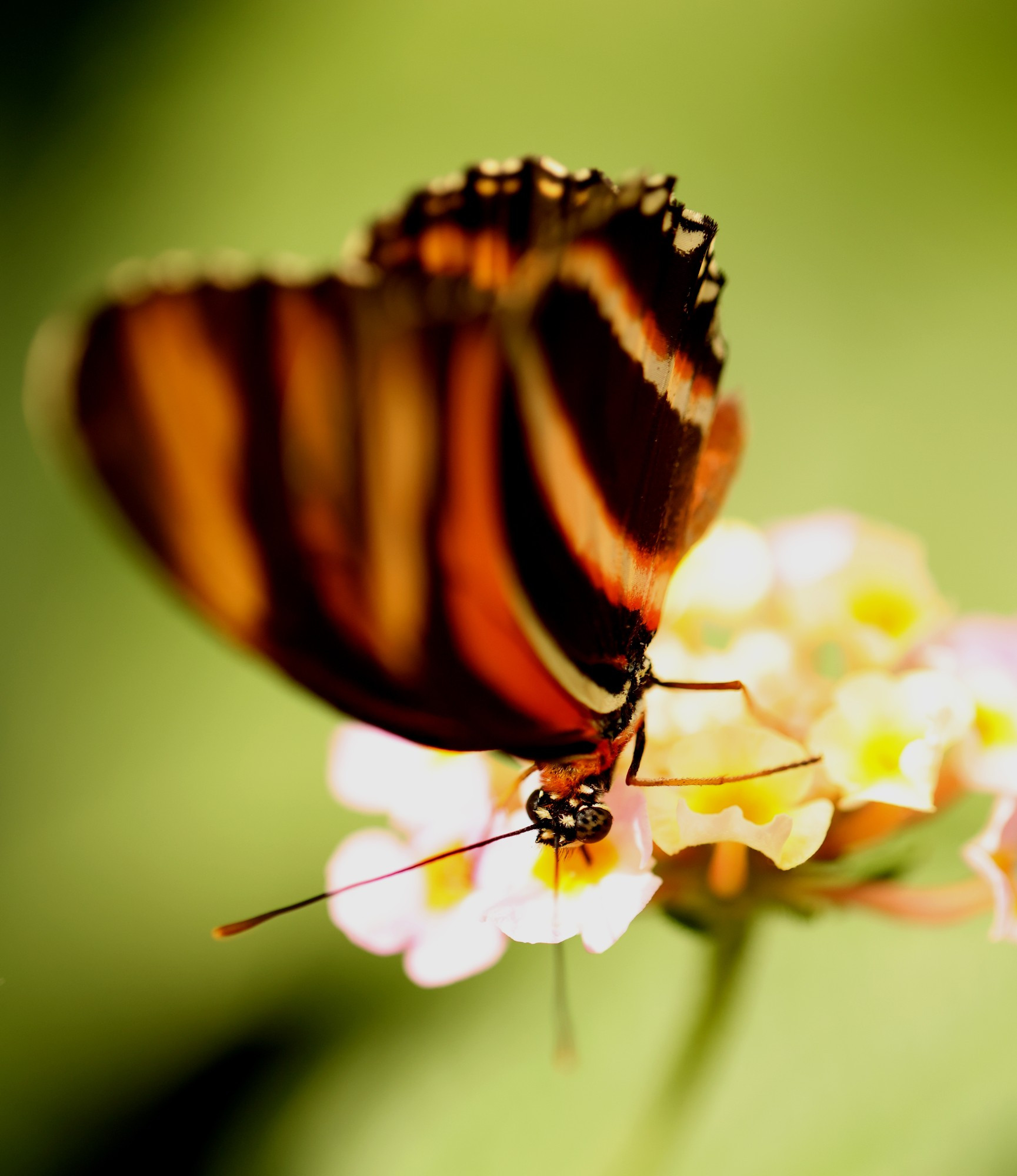 Butterfly feeding on a small flower cluster