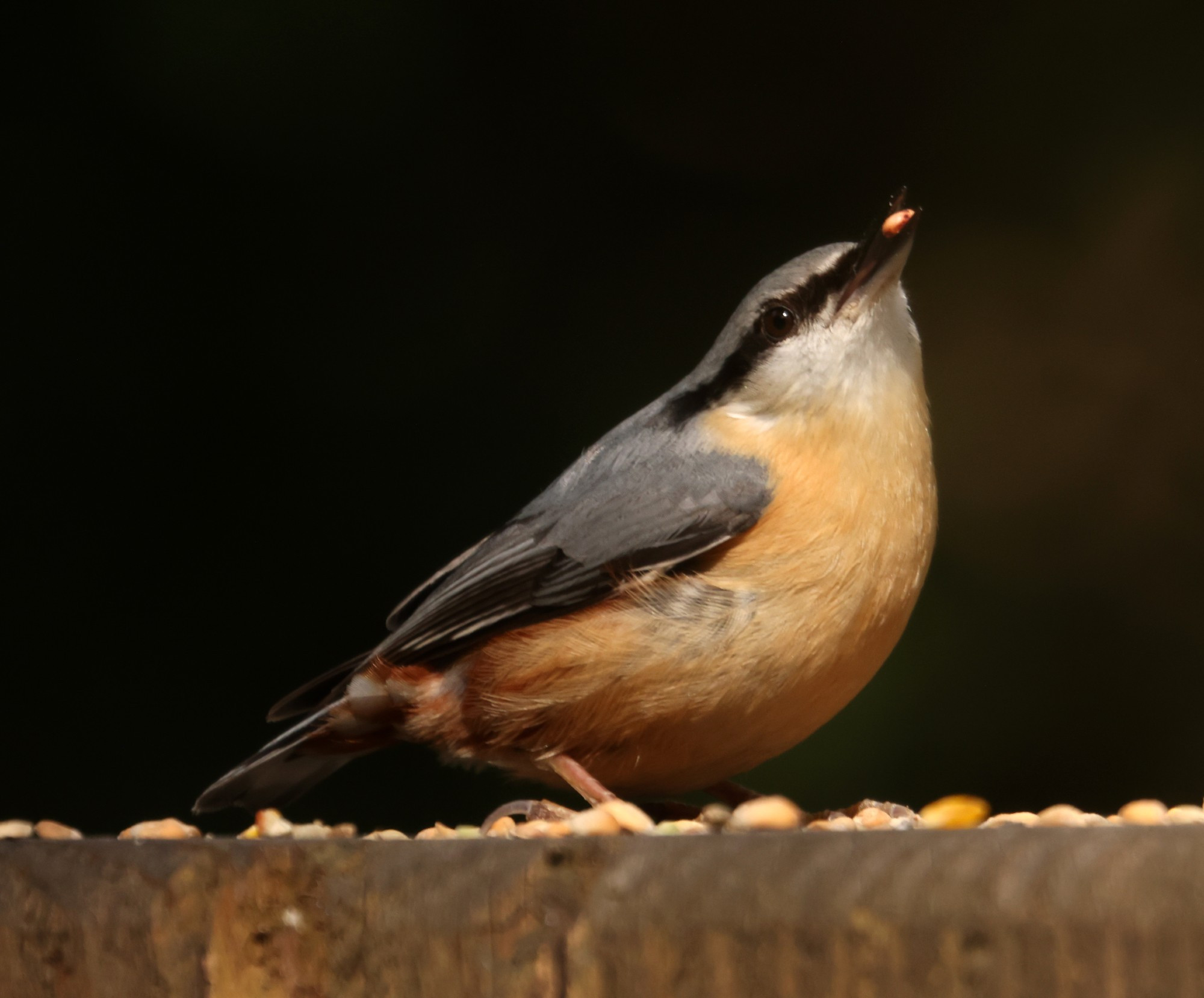 A Eurasian Nuthatch atop a wooden post, happily feeding upon various seeds and nuts. This one is holding a seed in it's beak, and looking towards the viewer. Eurasian Nuthatches have a buff, almost peachy brown underbelly, with a white throat, blue grey back and prominant black stripe going through their eye and aligning with the top half of their beak.