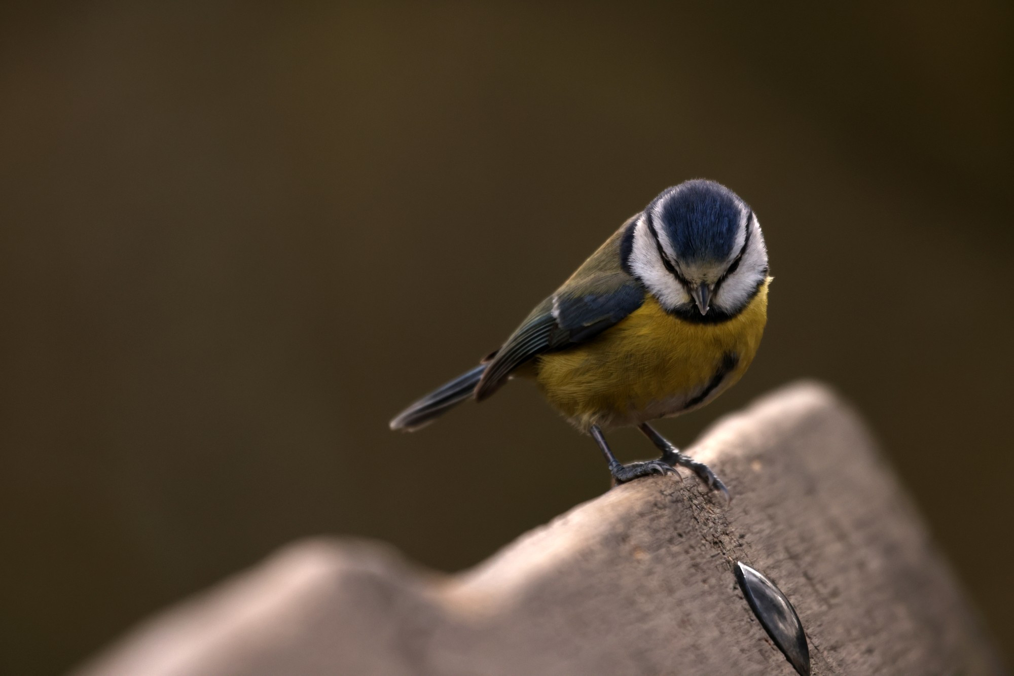 A blue tit perched ontop of a wooden fence. It's facing the camera and looking down, making the black striped of feathers that go through it's eyes appear as a vertical V.