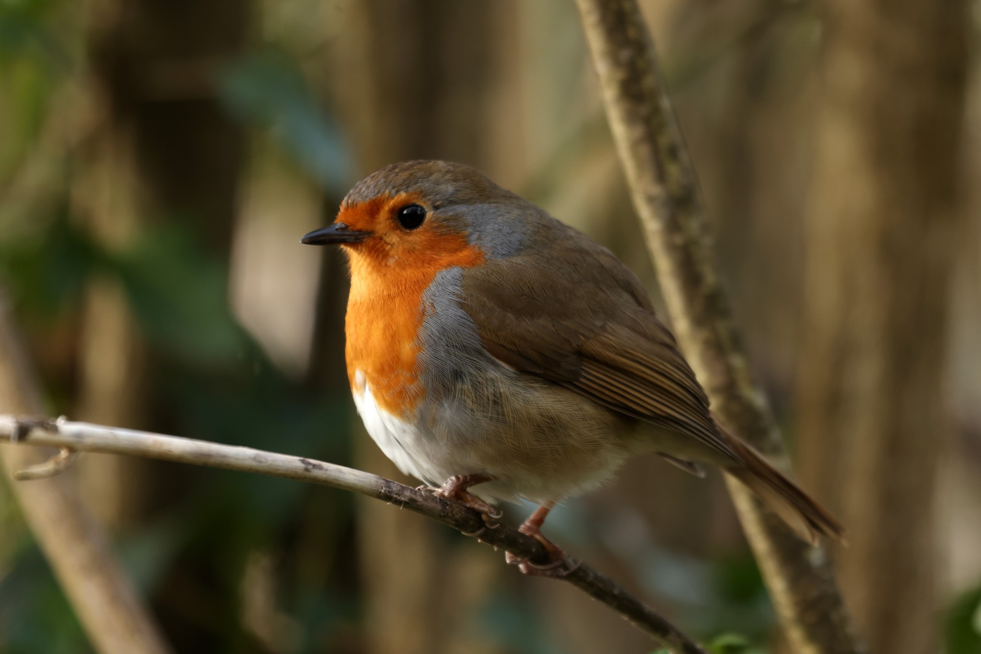 A Robin, perched on a twig in side profile. It is fluffed up for cold weather. Prominant reddy-orange breast on good display.