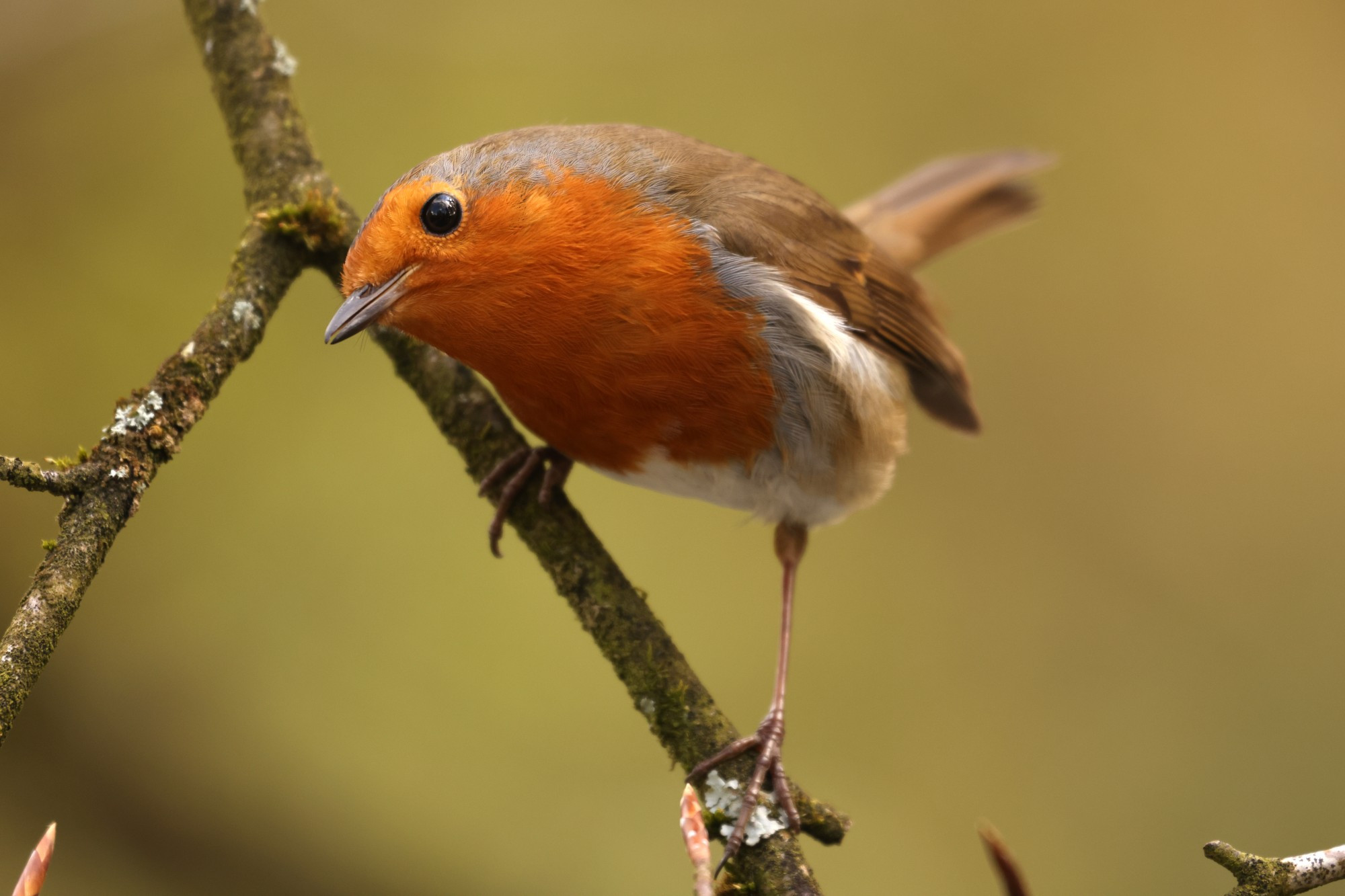 A robin perched on a steeply angled twig. It peers curiously towards the camera, showing a good ammount of their typical deep orange breast featrhers off.