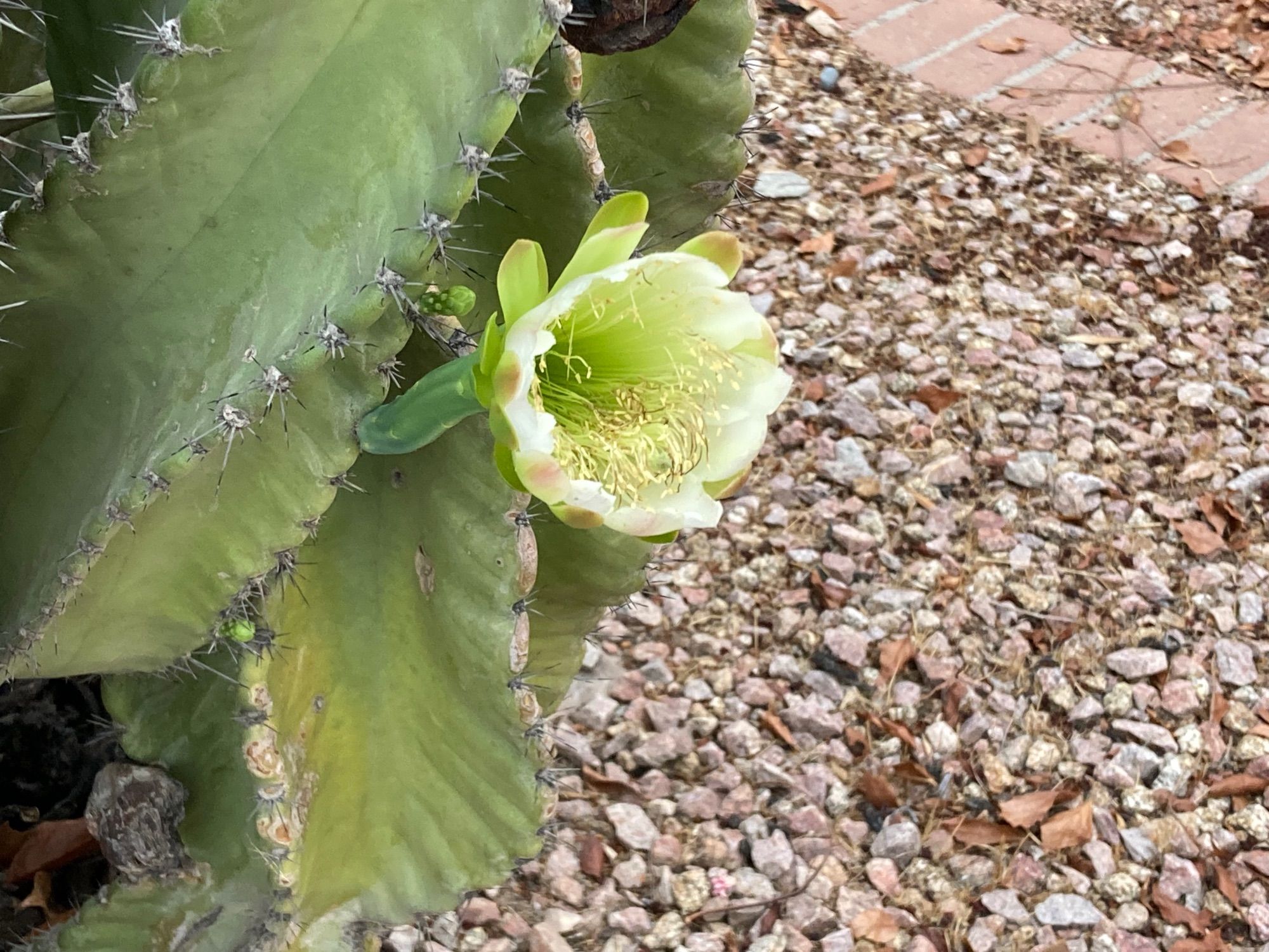 Peruvian apple with bloom