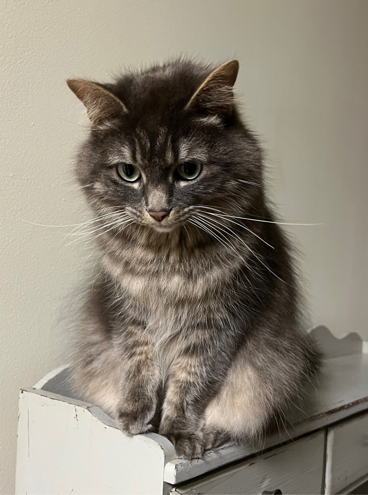 fluffy gray cat looking downcast