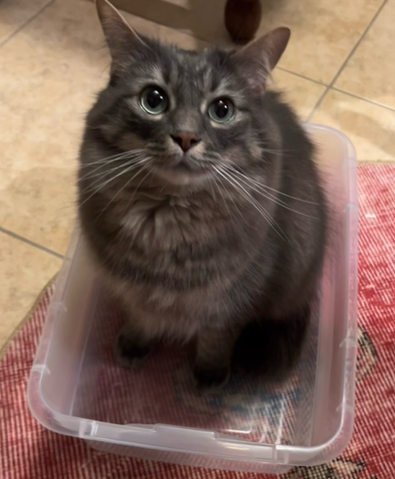 fluffy gray cat sits upright in plastic bin