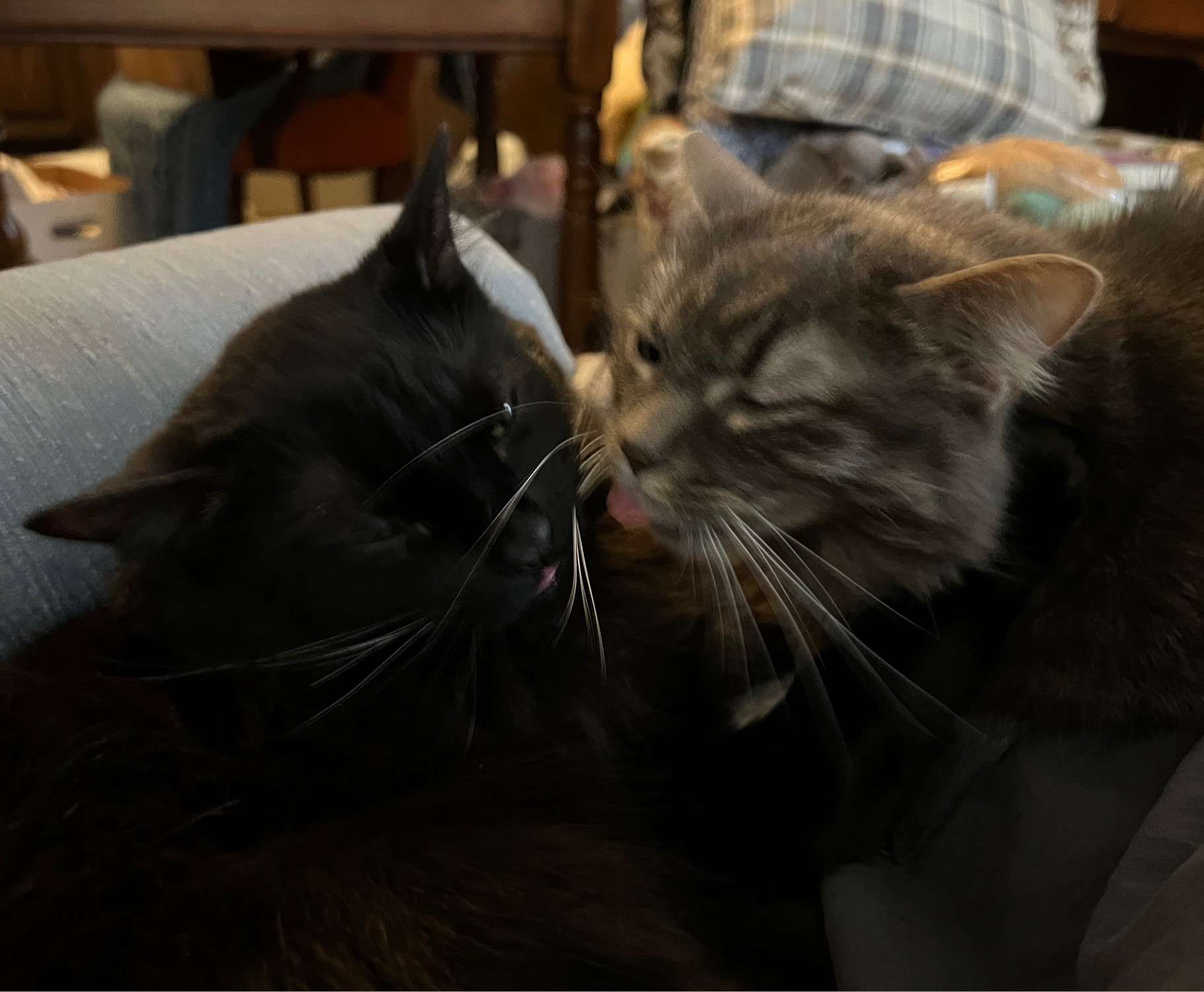 fluffy black cat and fluffy gray cat, tongues out as they attempt to wash each other's faces