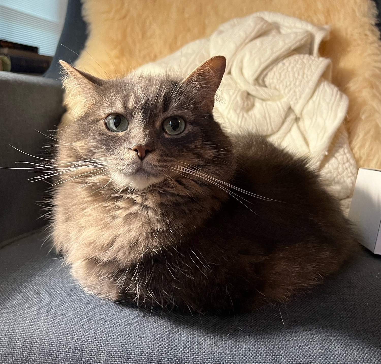 fluffy gray cat loafs upon blue armchair