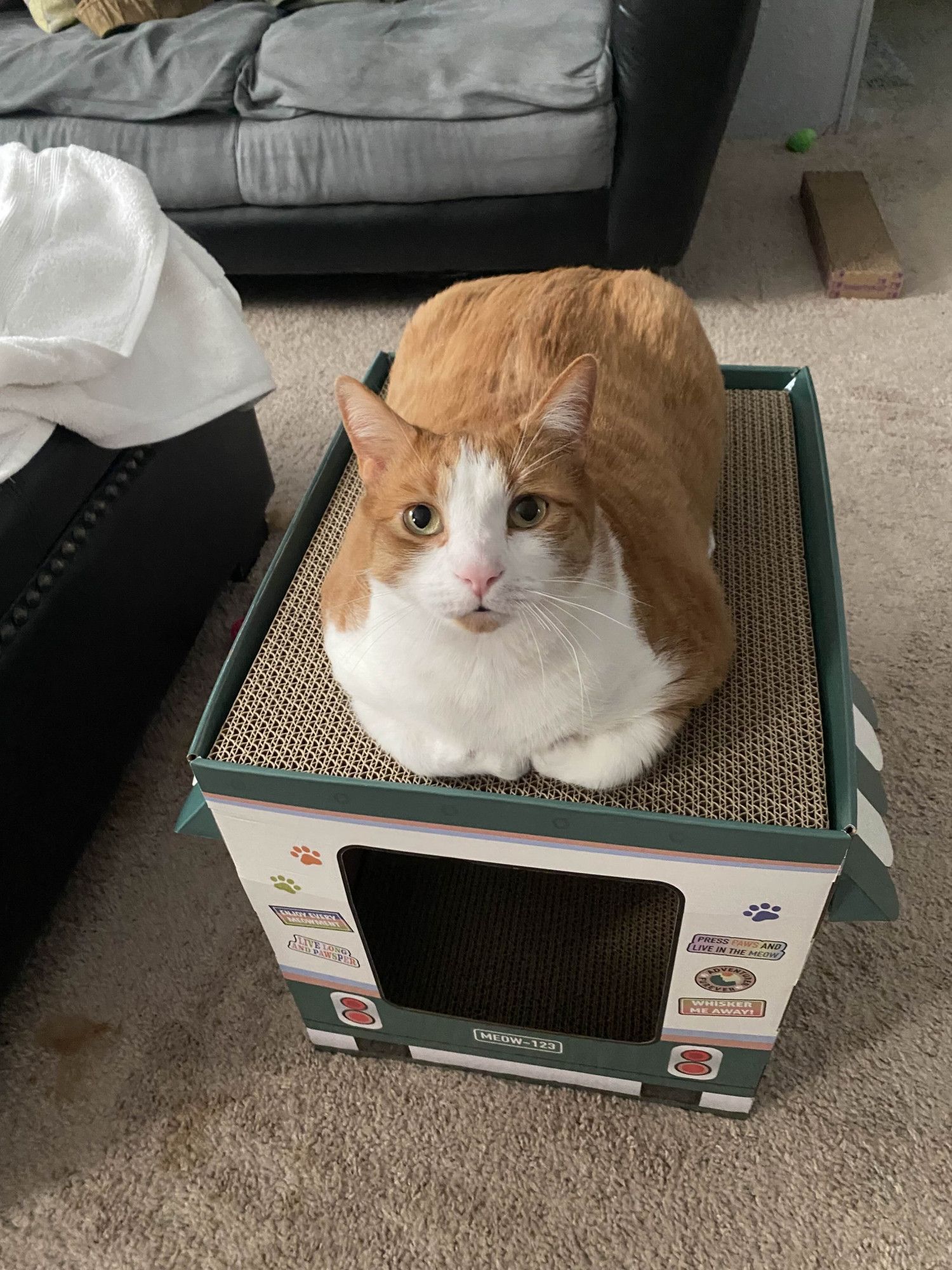 Large orange and white cat loafing on top of an RV-shaped box/scratch-pad