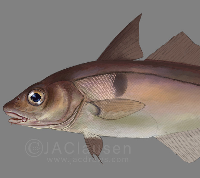 A work in progress illustration of a haddock